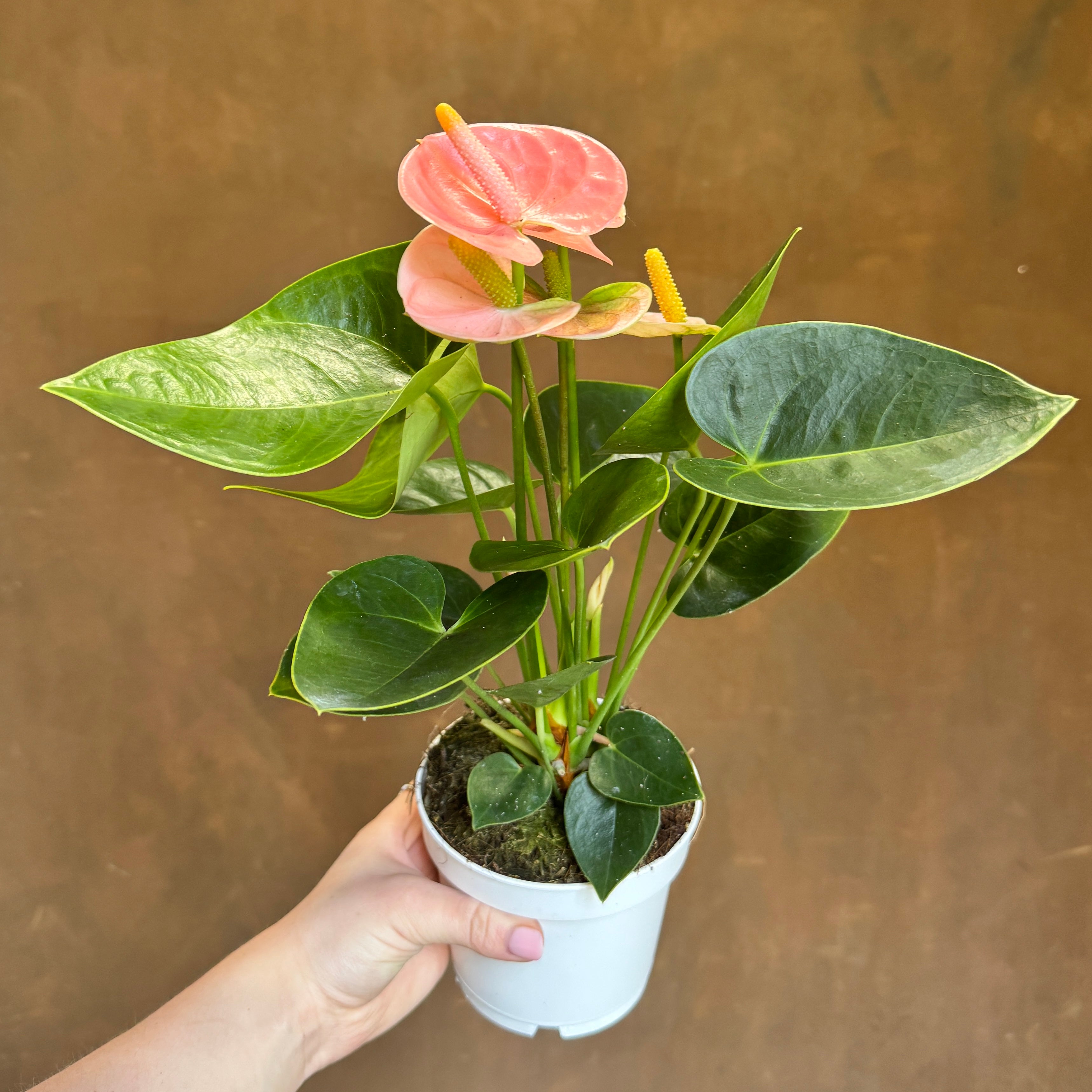 Anthurium ‘Royal Spirit Champion’ (12cm pot)
