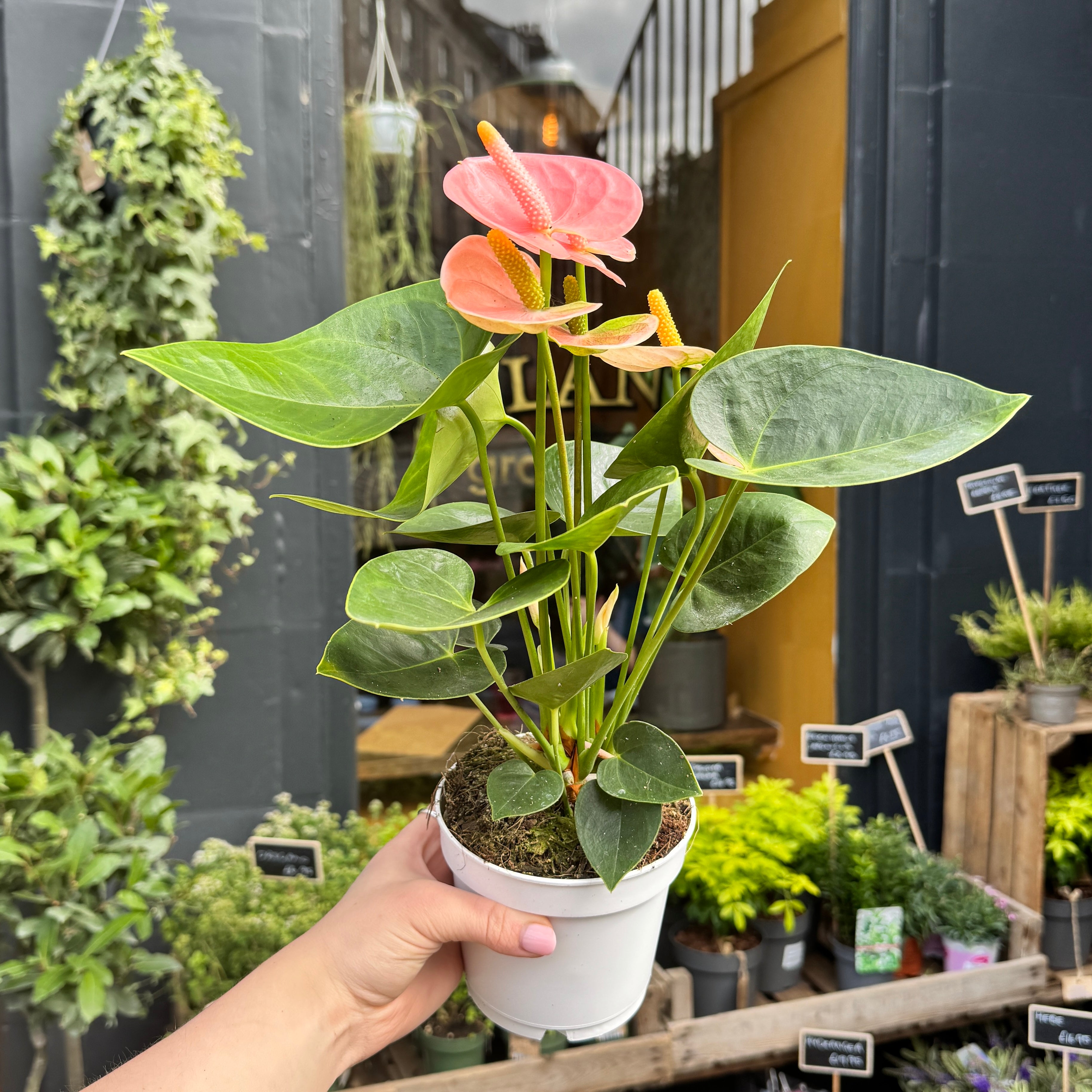 Anthurium ‘Royal Spirit Champion’ (12cm pot)