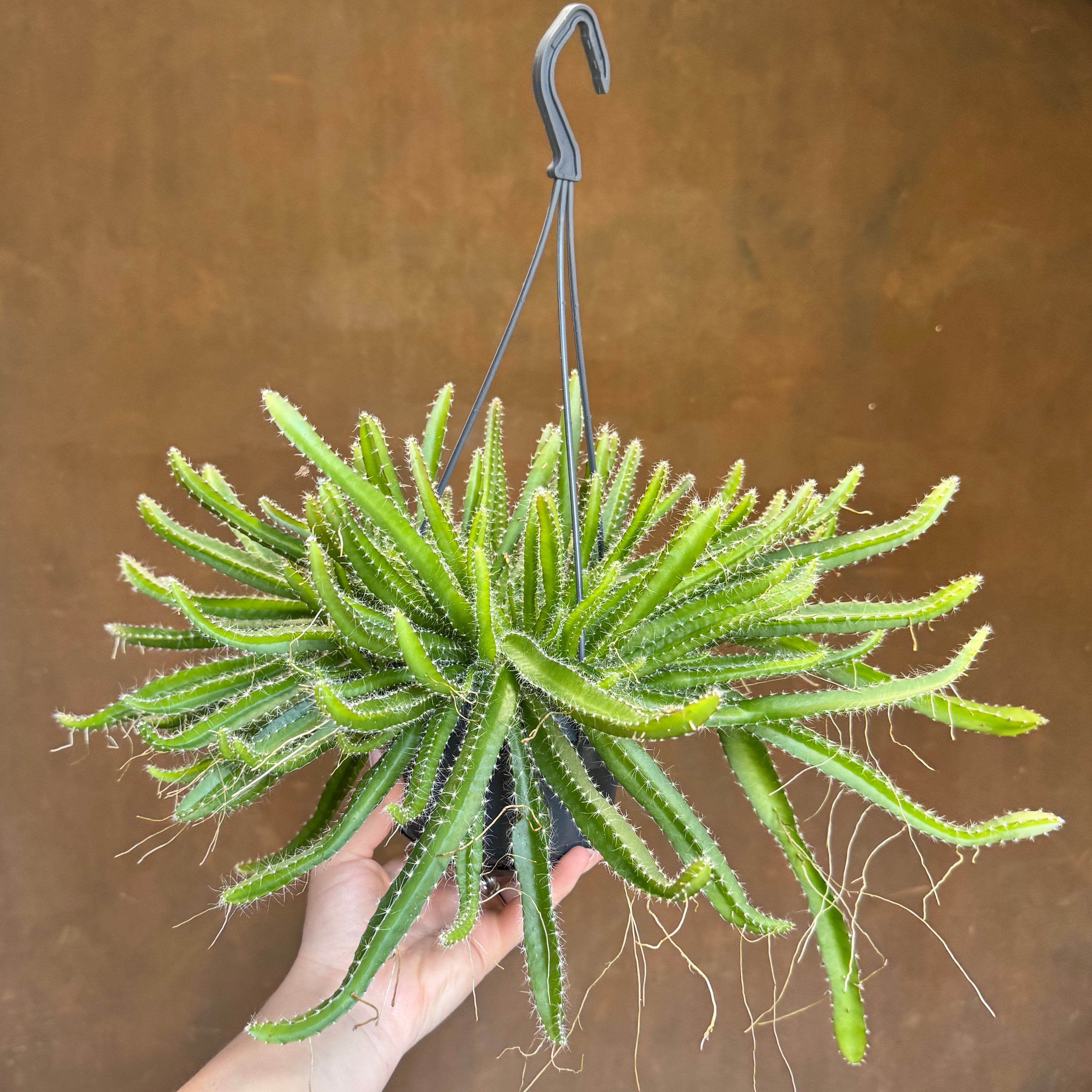 Selenicereus undatus