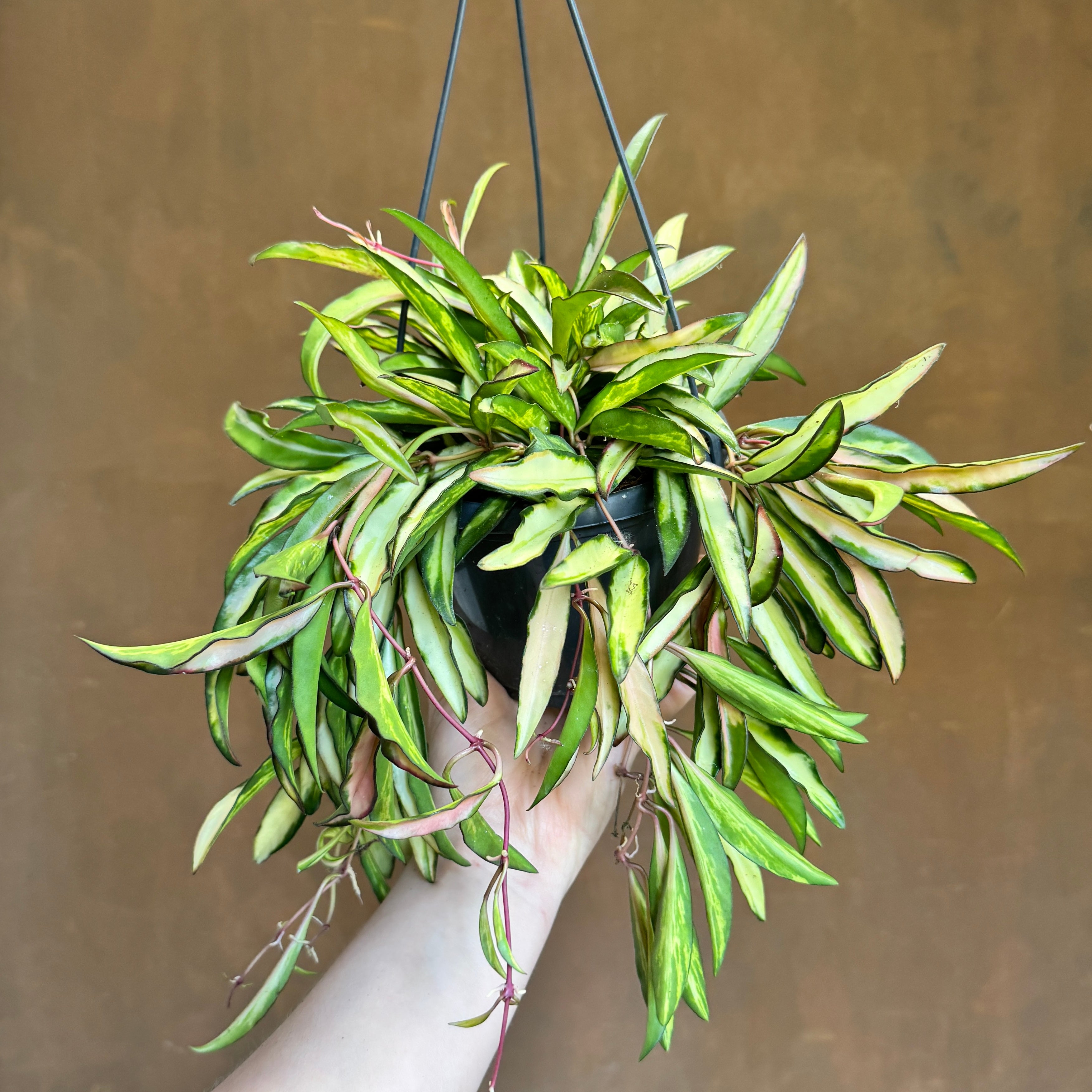 Hoya wayetii 'Tricolour' (hangpot)