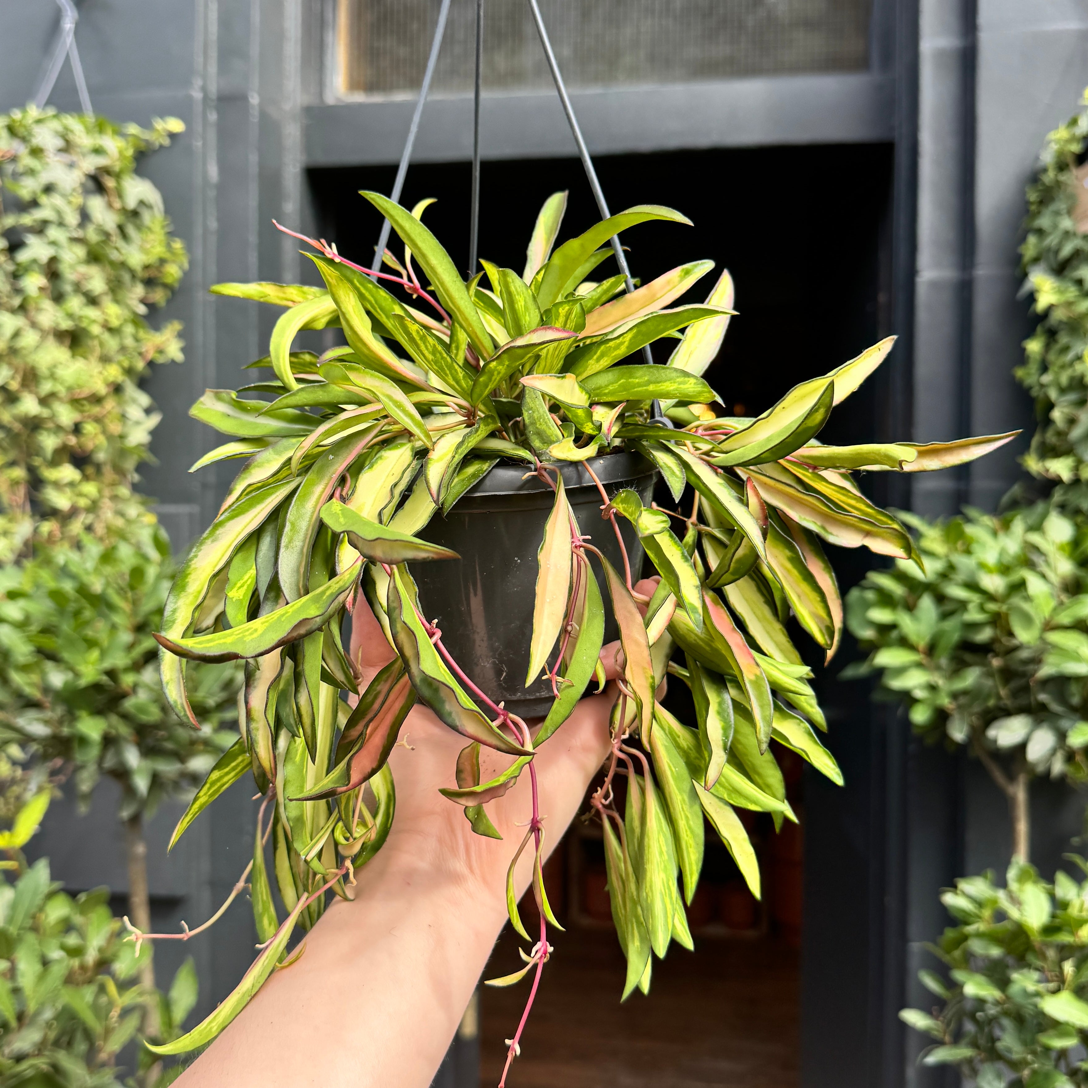 Hoya wayetii 'Tricolour' (hangpot)