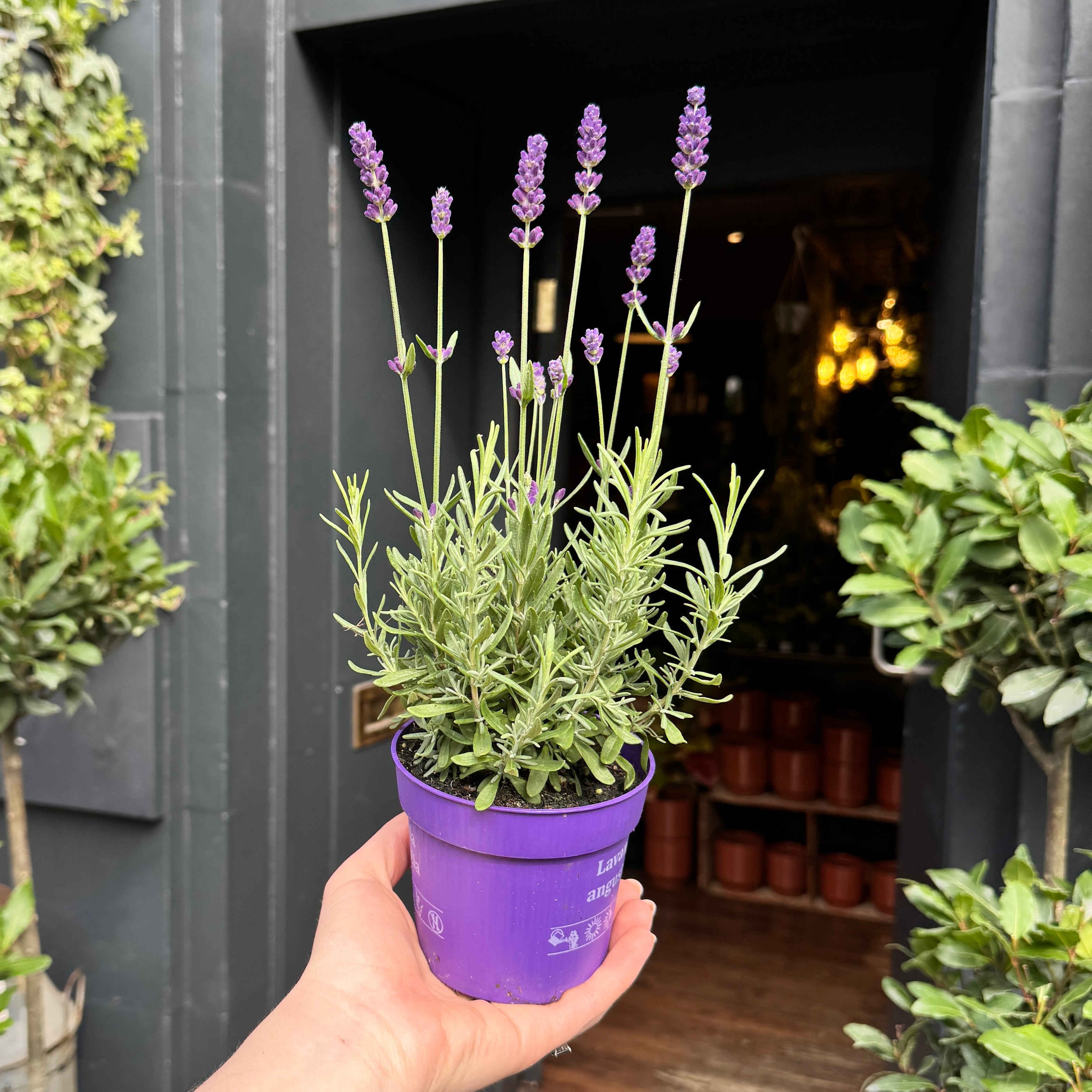 Lavandula angustifolia 'Ardèche Blue'