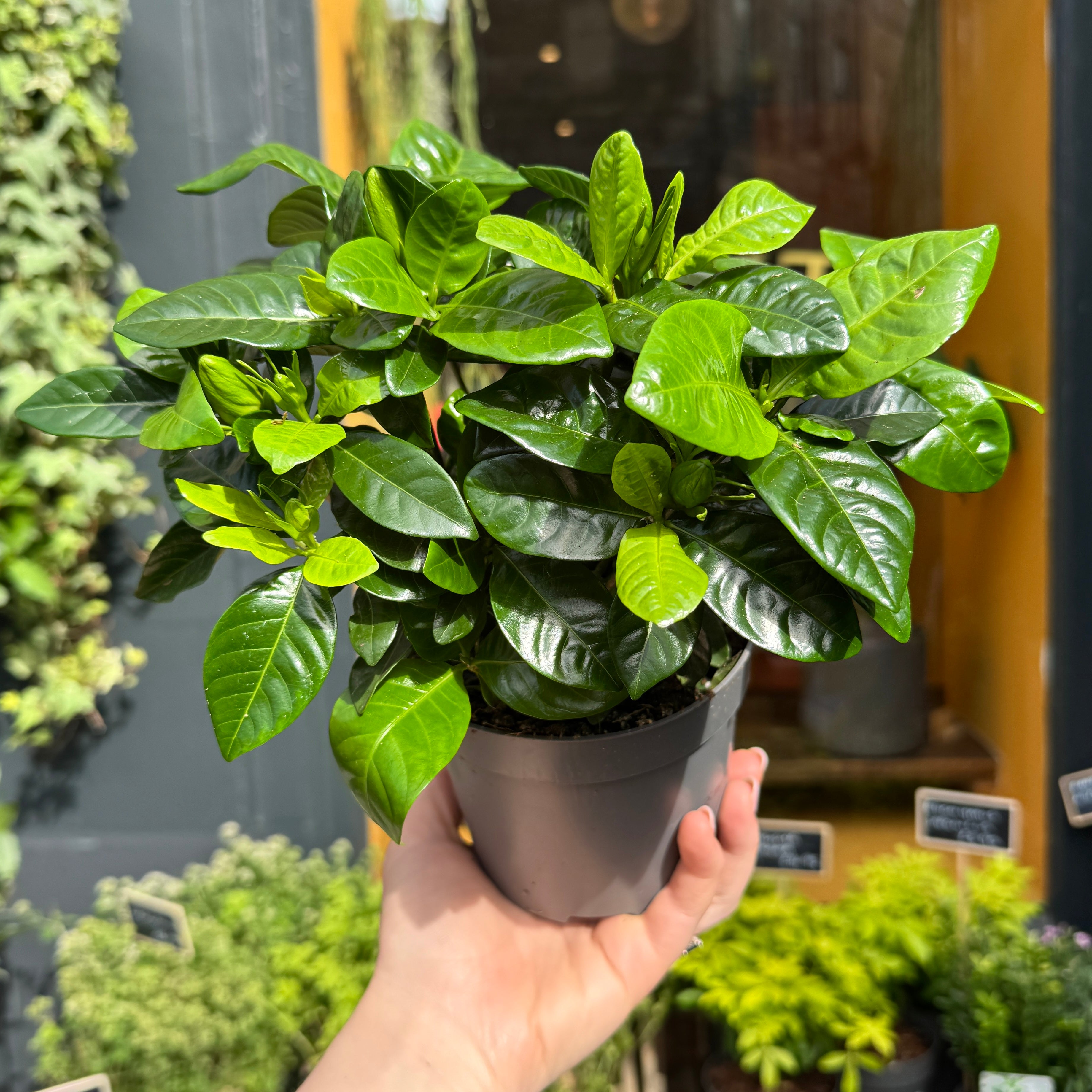 Gardenia jasminoides
