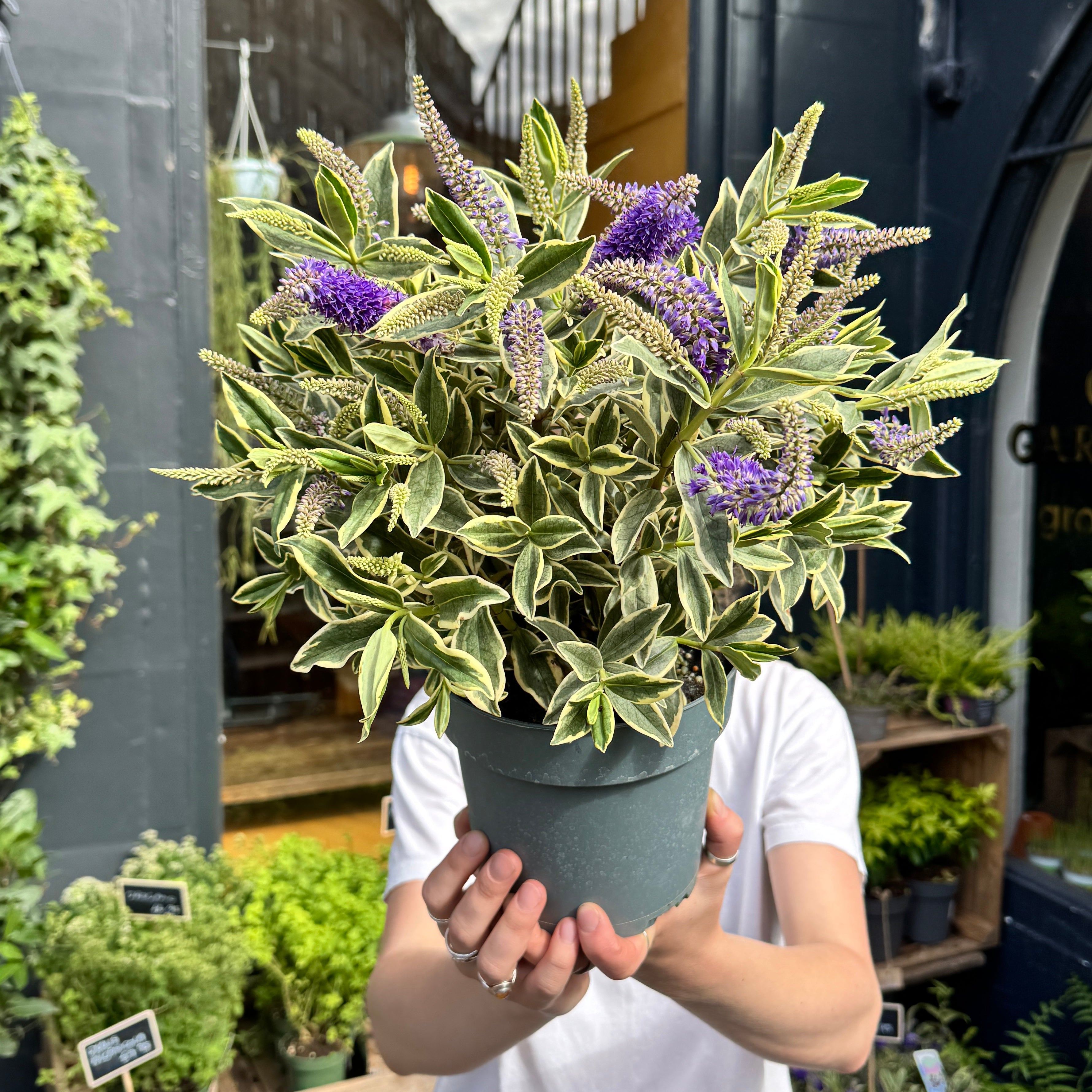 Hebe 'Varia Wild Blue'
