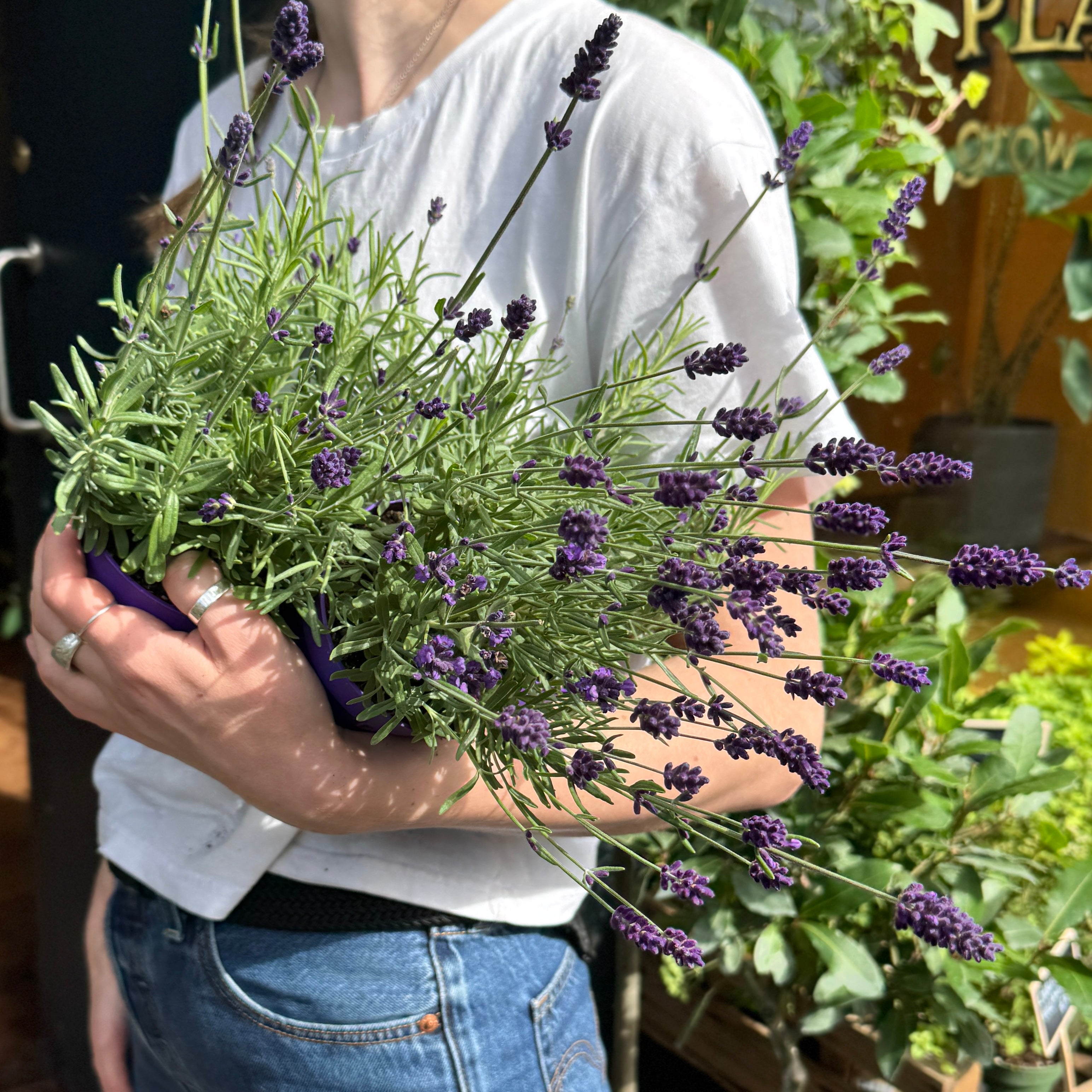 Lavandula angustifolia 'Ardèche Blue'