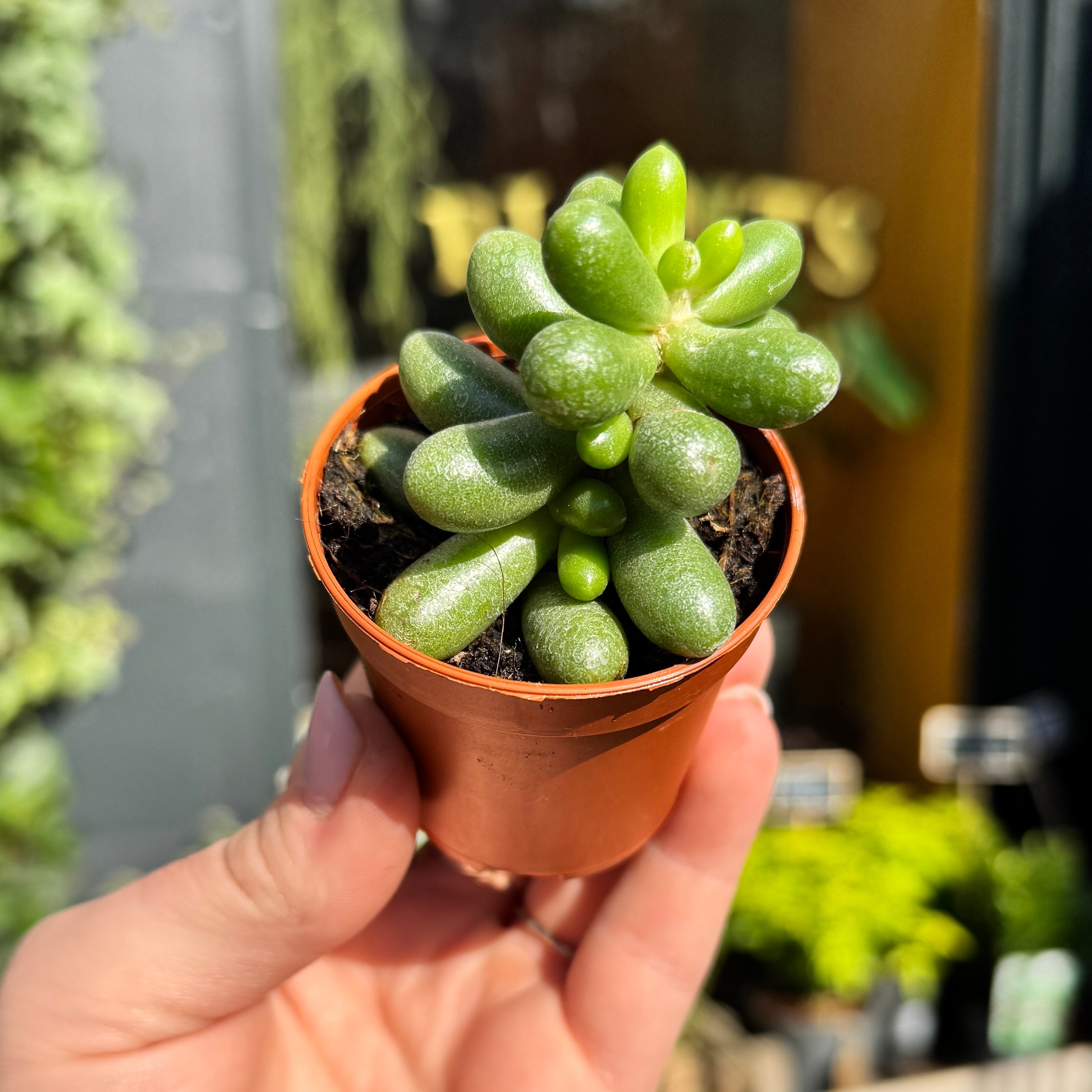 Sedum hernandezii