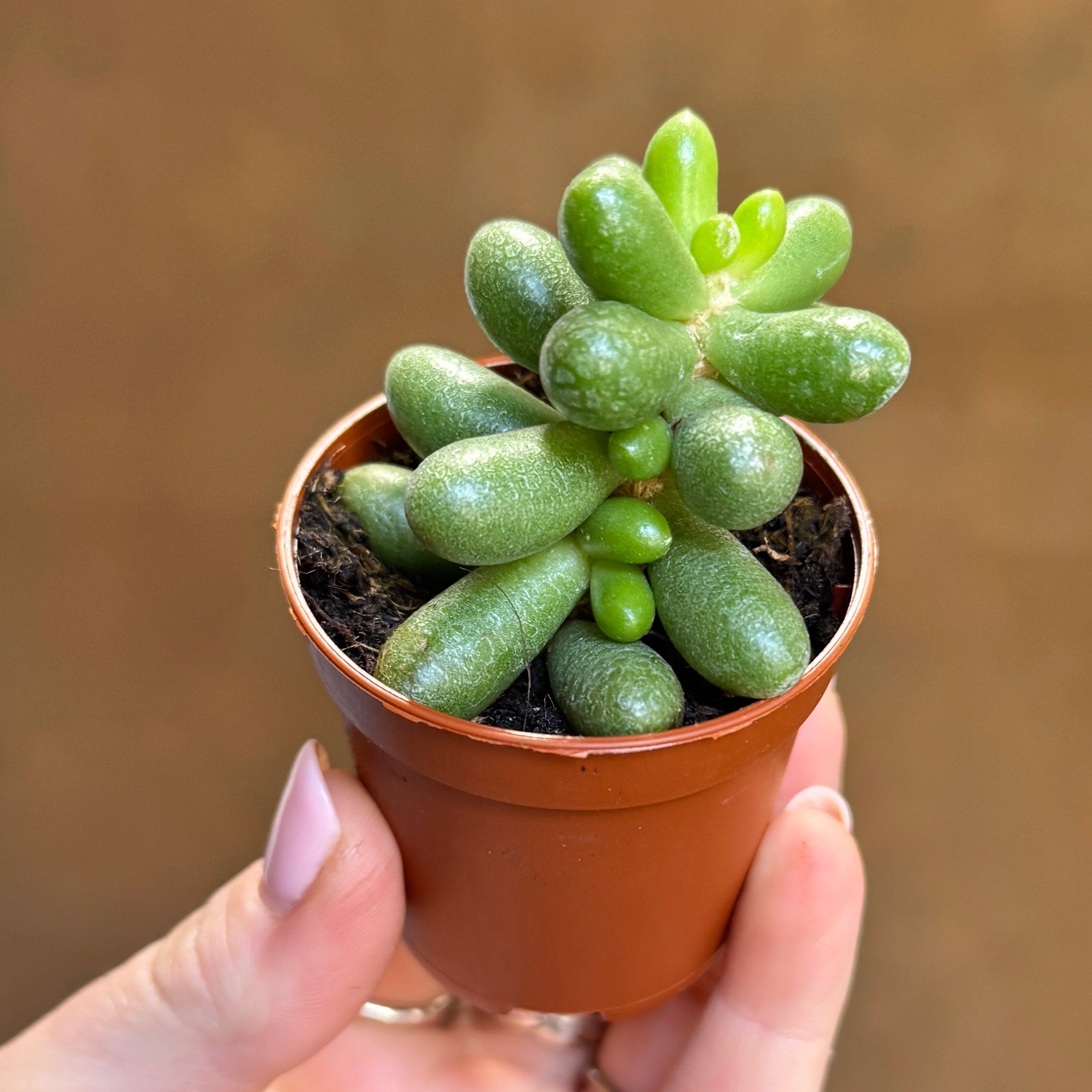Sedum hernandezii