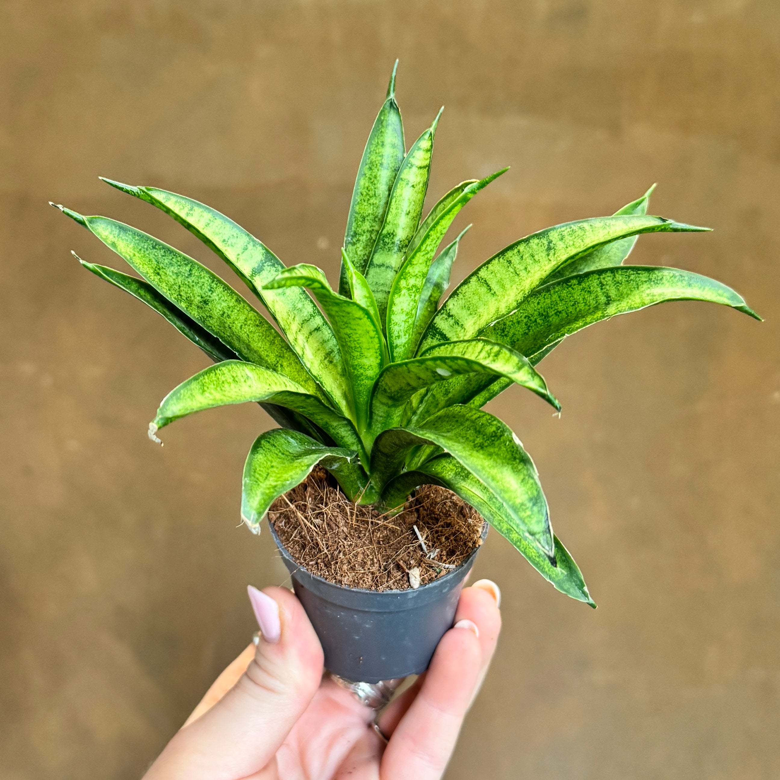 Sansevieria ‘Pantera' (mini)