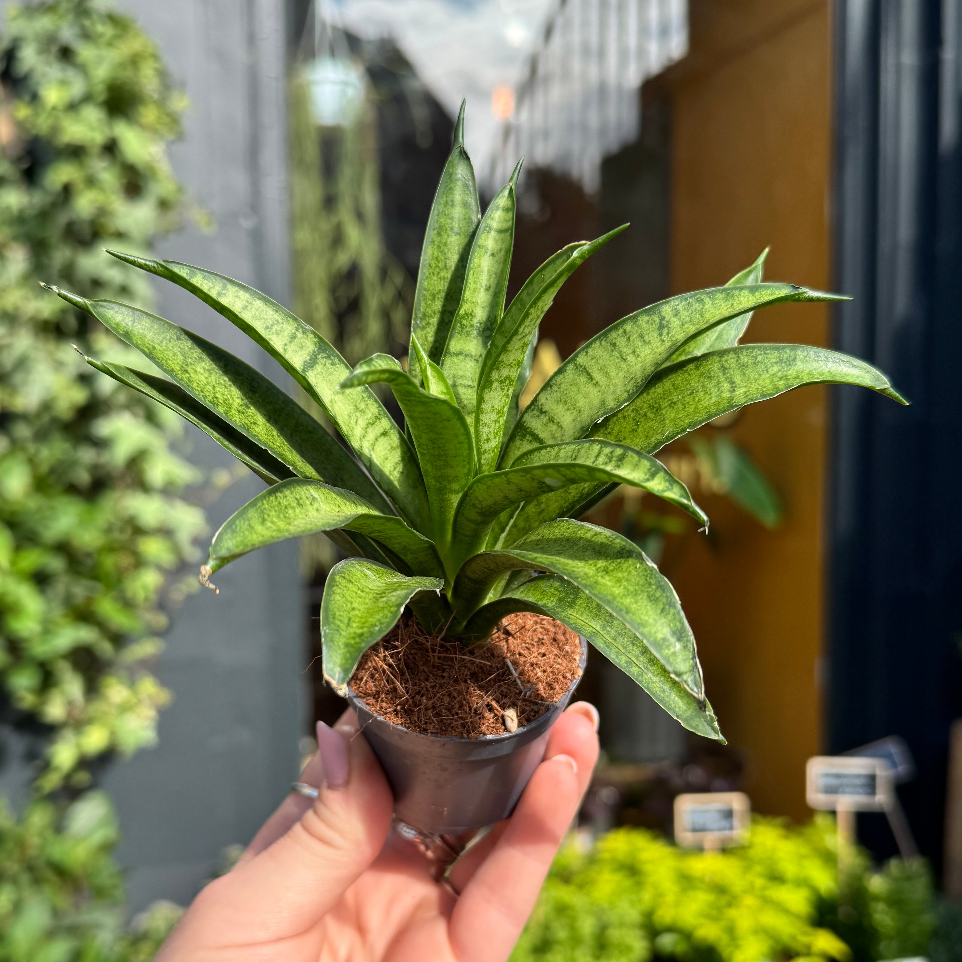 Sansevieria ‘Pantera' (mini)