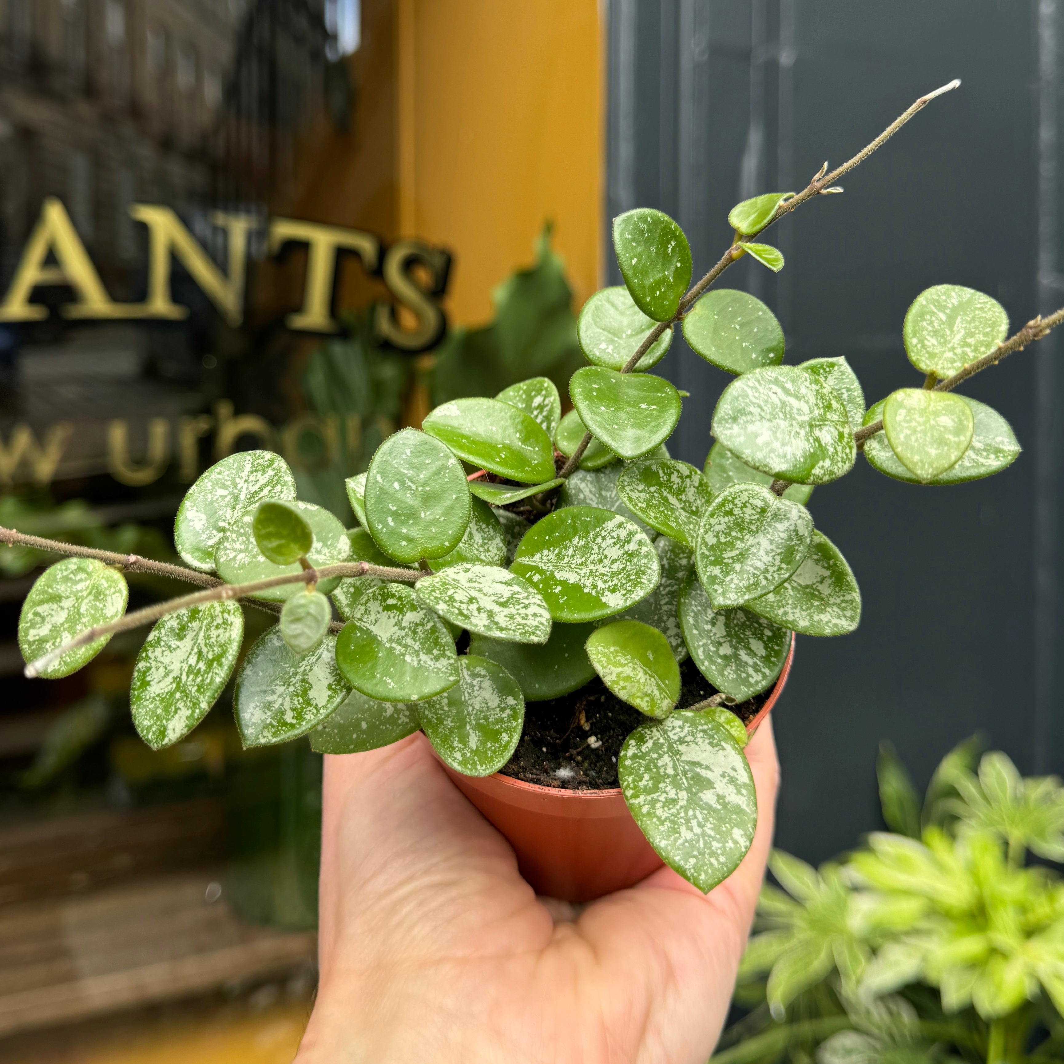 Hoya 'Mathilde Splash'