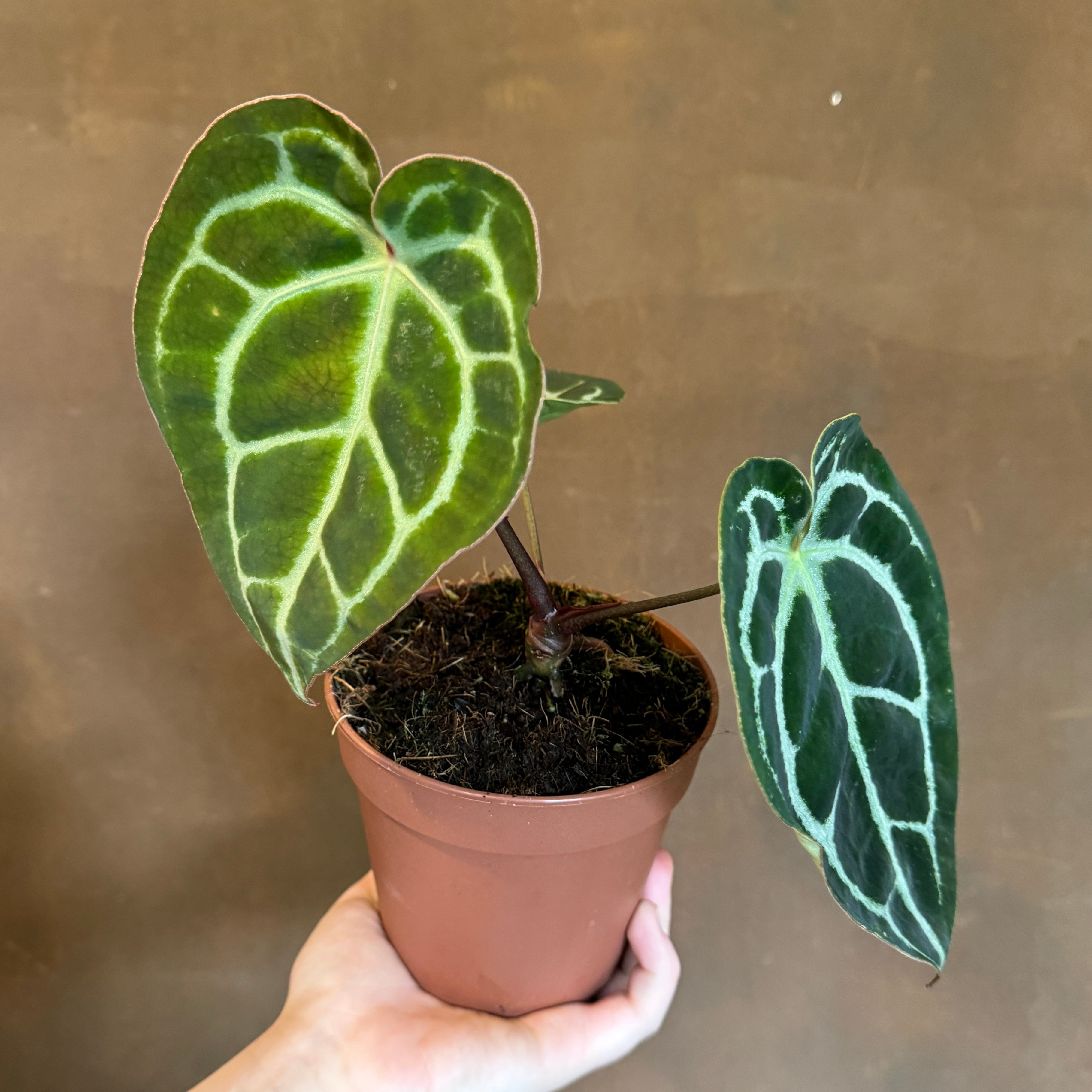 Anthurium crystallinum