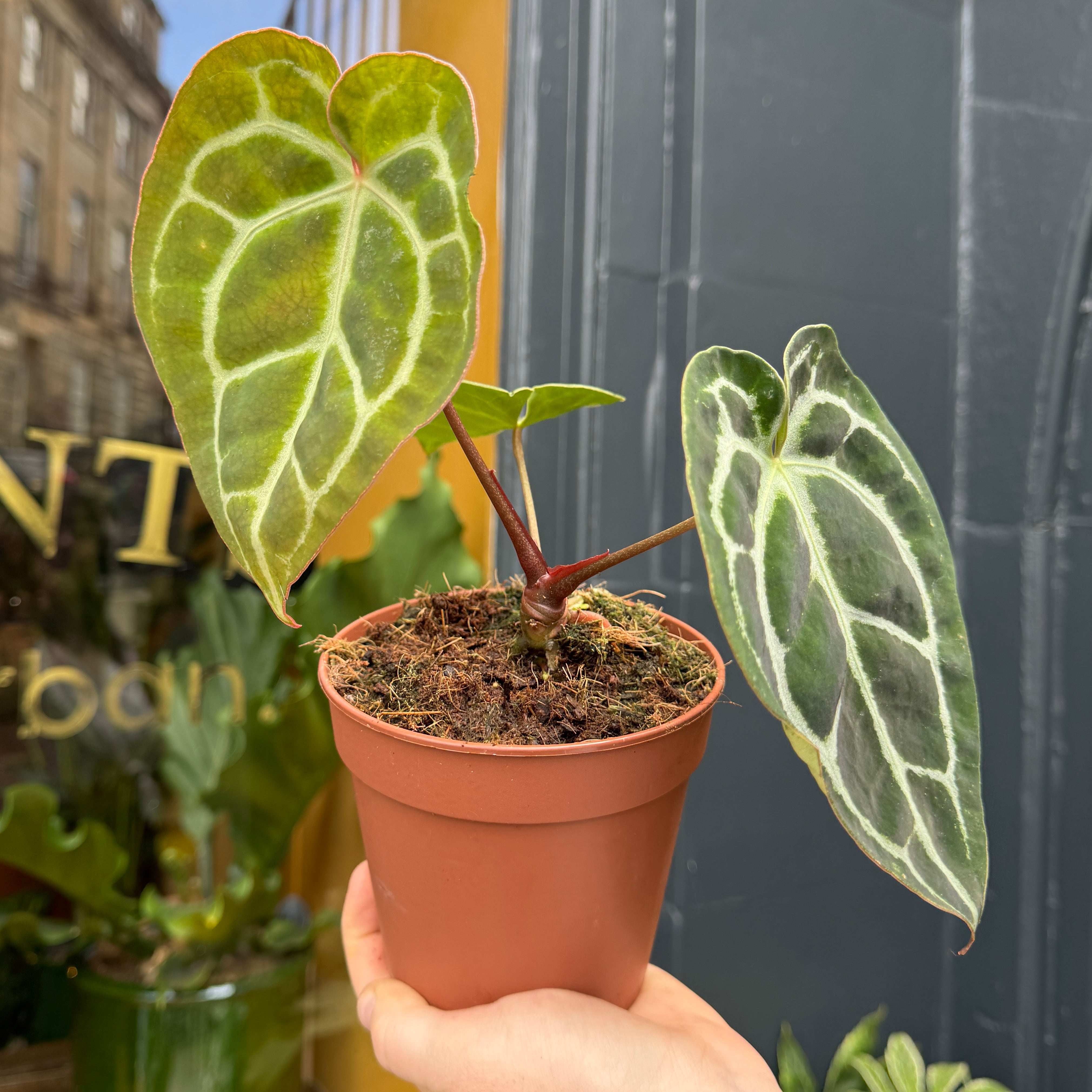 Anthurium crystallinum