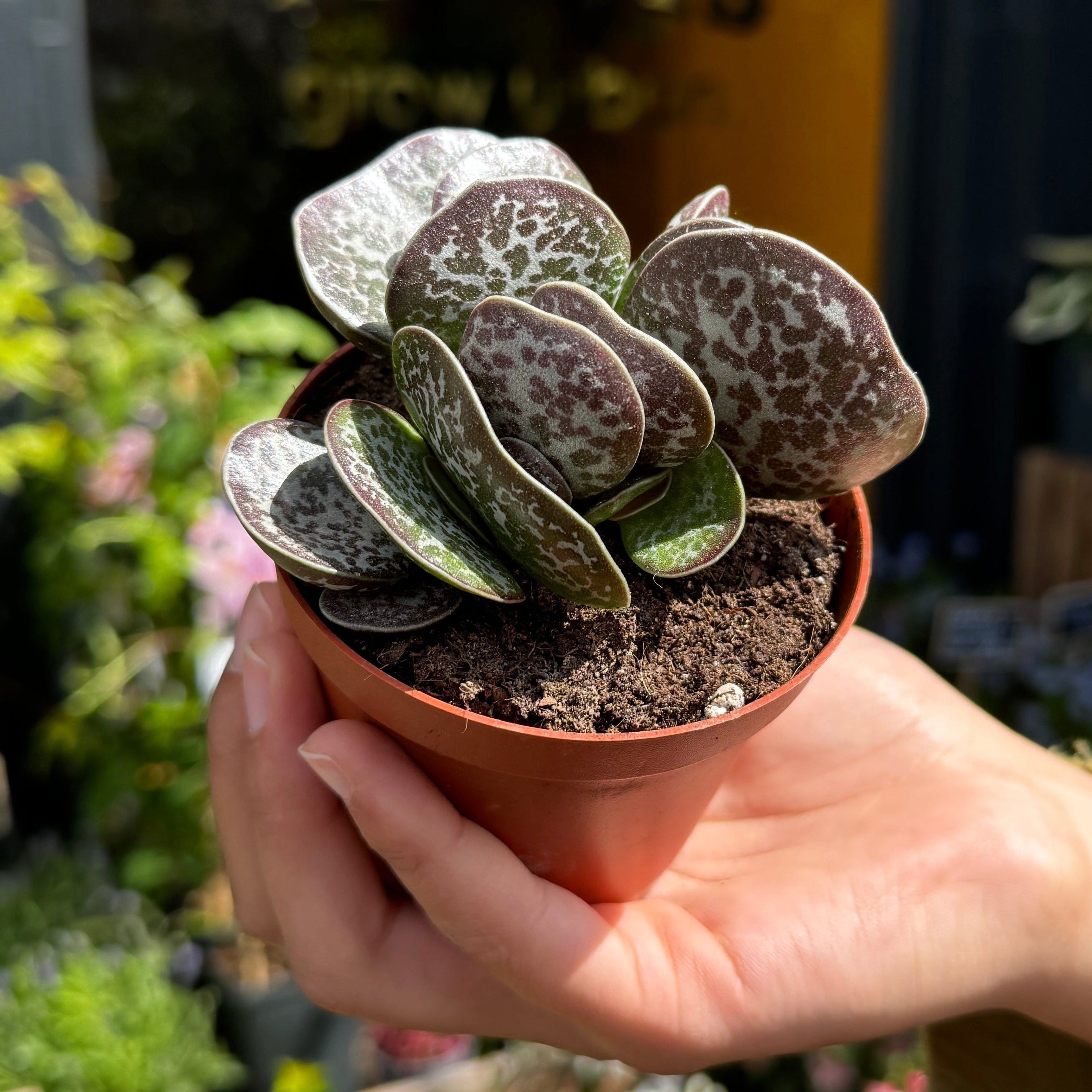 Hand holding a small potted succulent plant with a blurred garden background