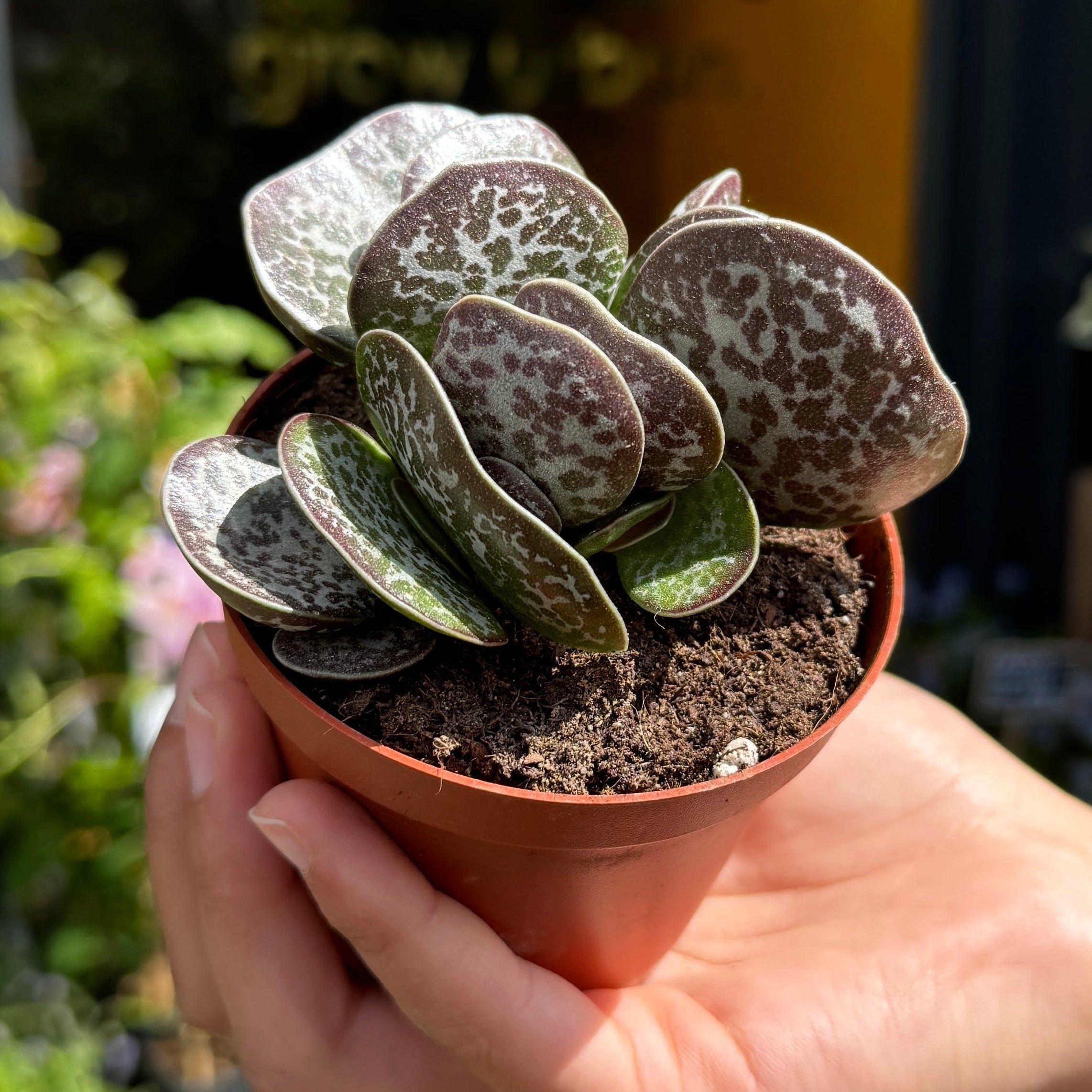 Hand holding a small potted Adromischus maculatus plant with a blurred garden background