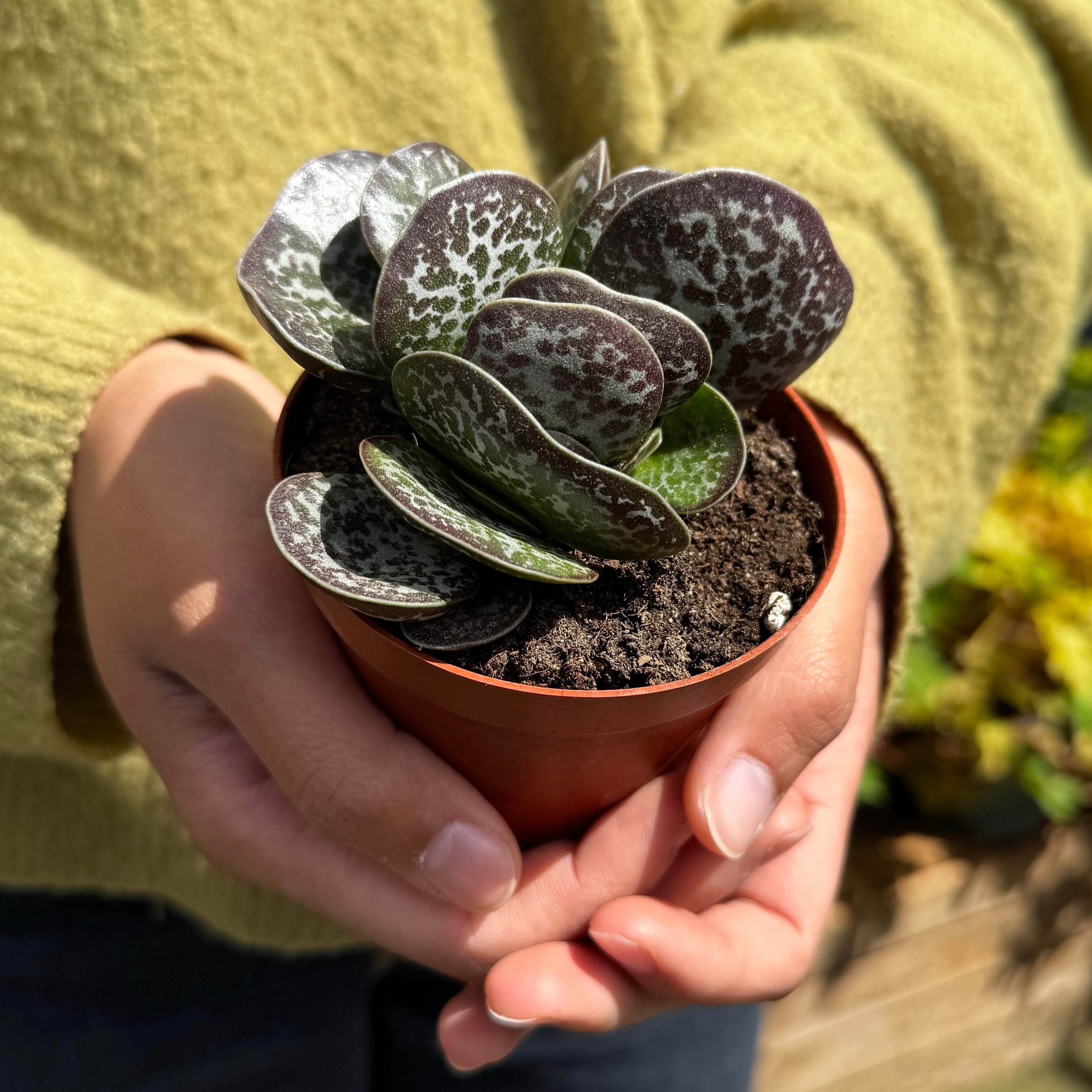 Person holding a small potted succulent plant outdoors