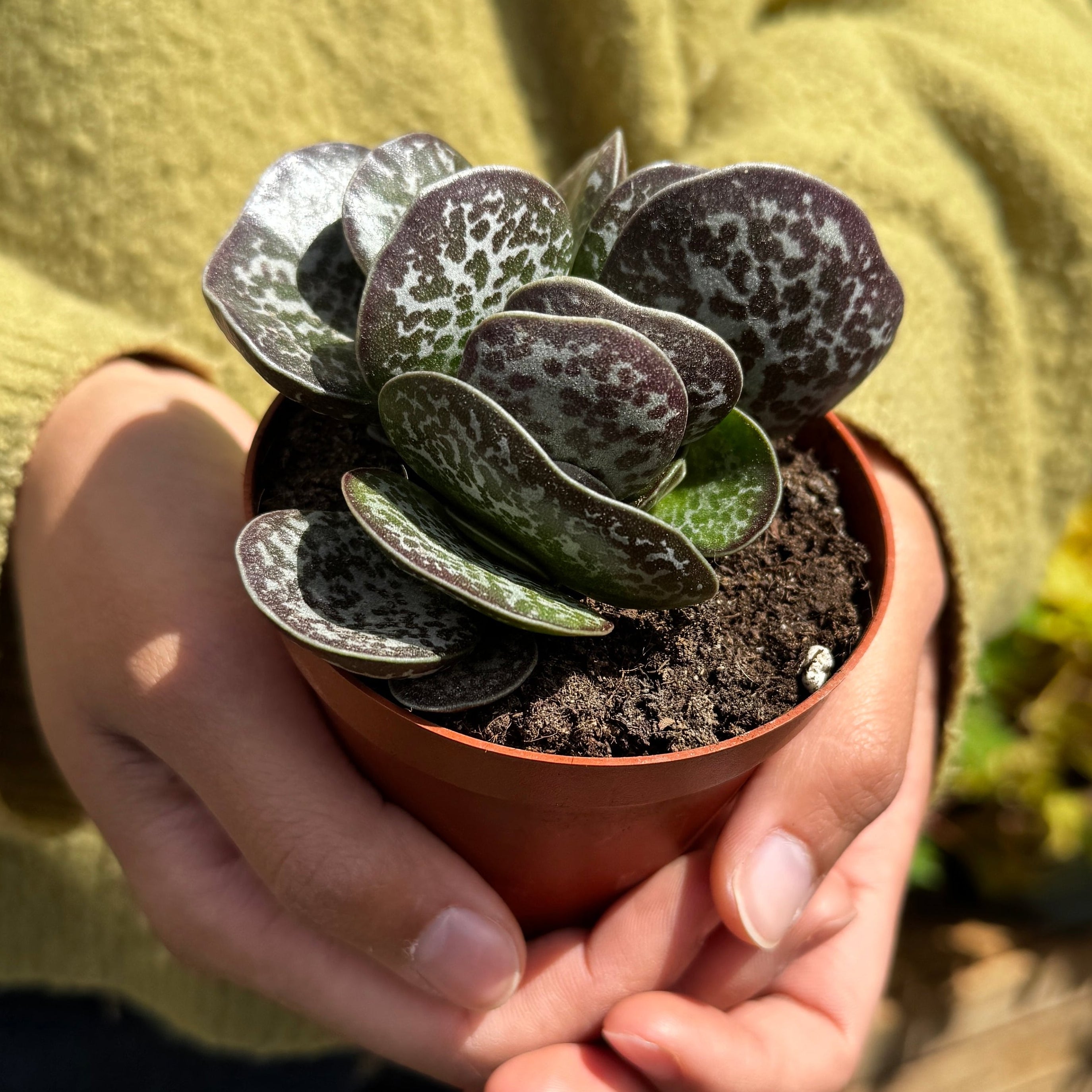 Person holding a small potted succulent plant outdoors