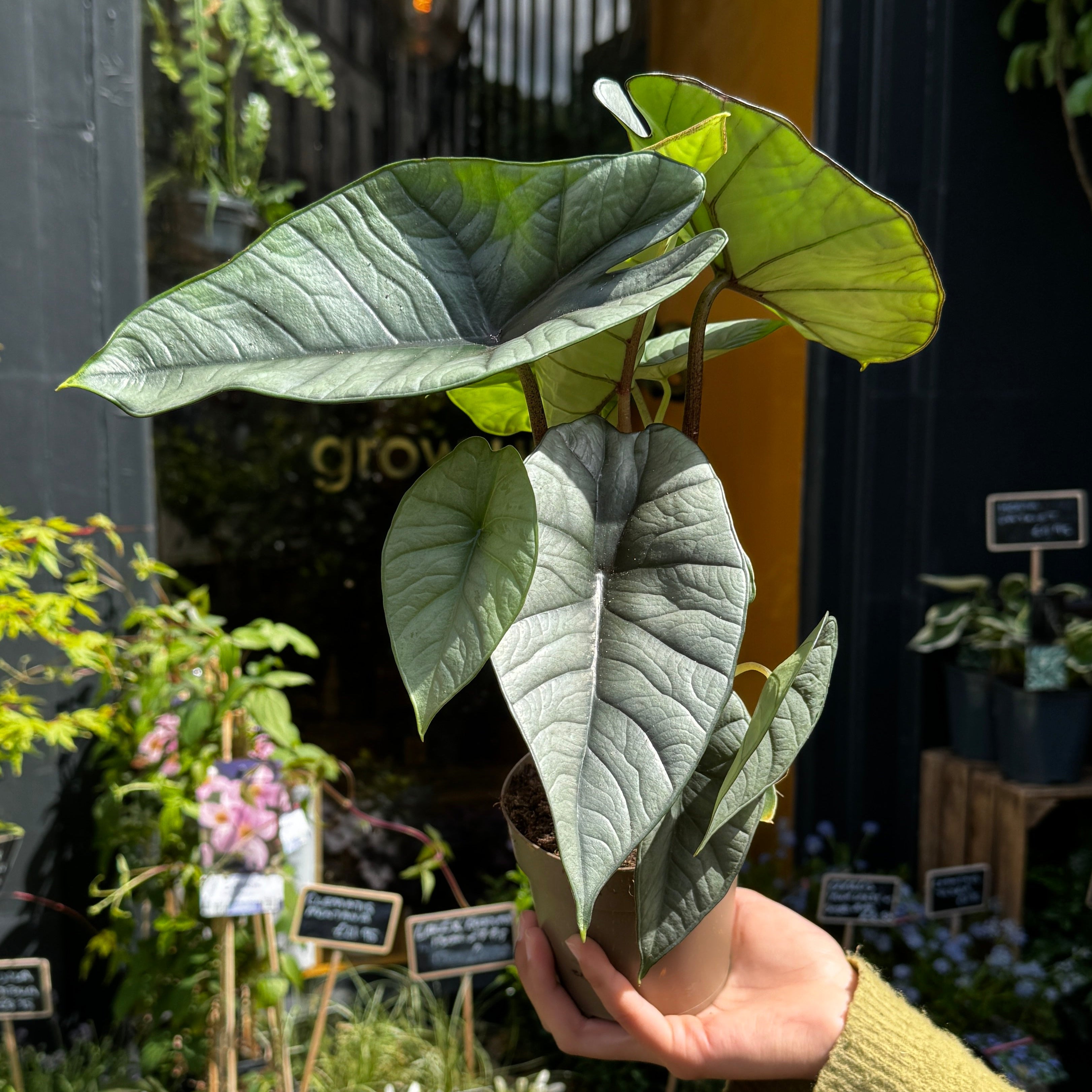 Hand holding a leafy green plant with a garden setting in the background