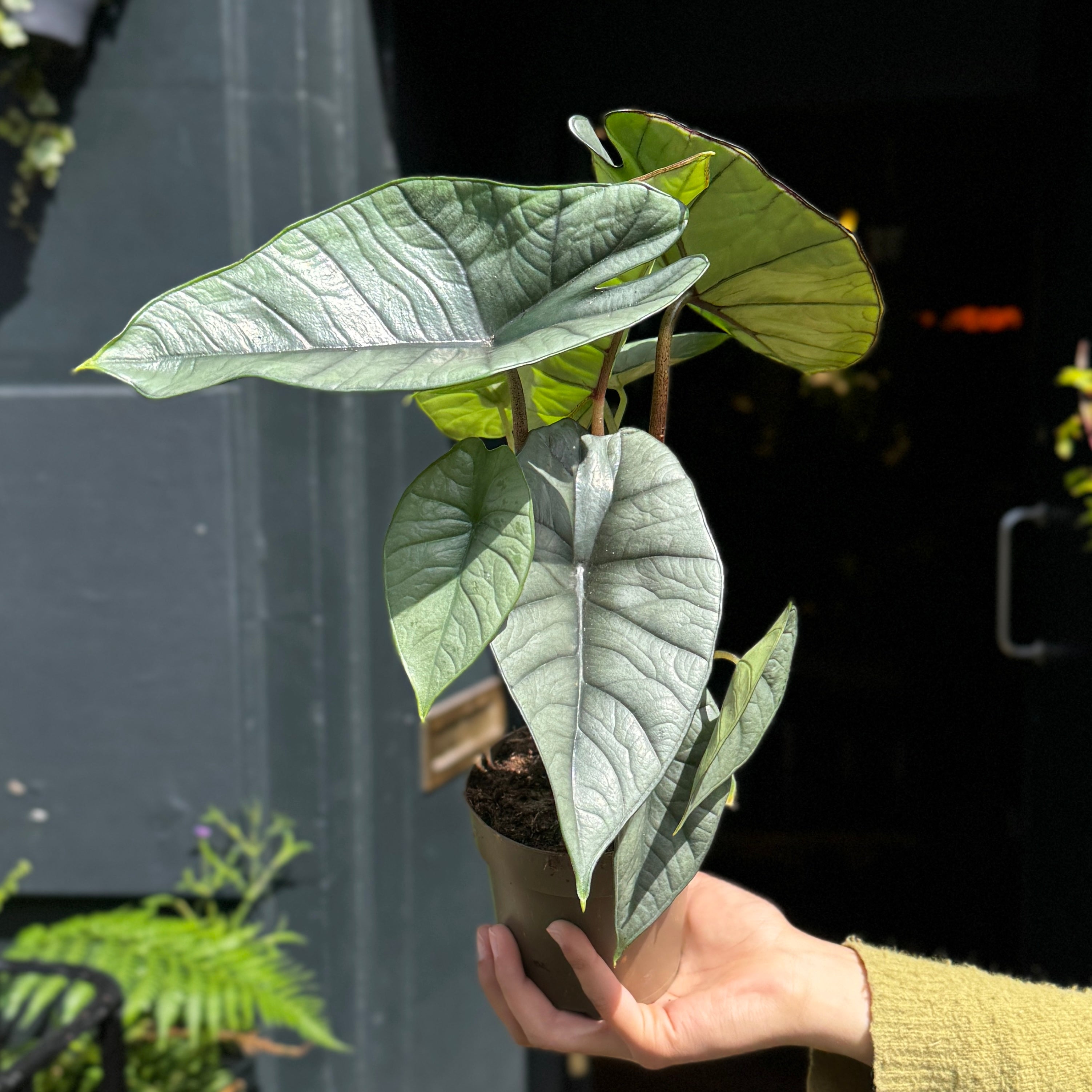 Alocasia ‘Platinum’