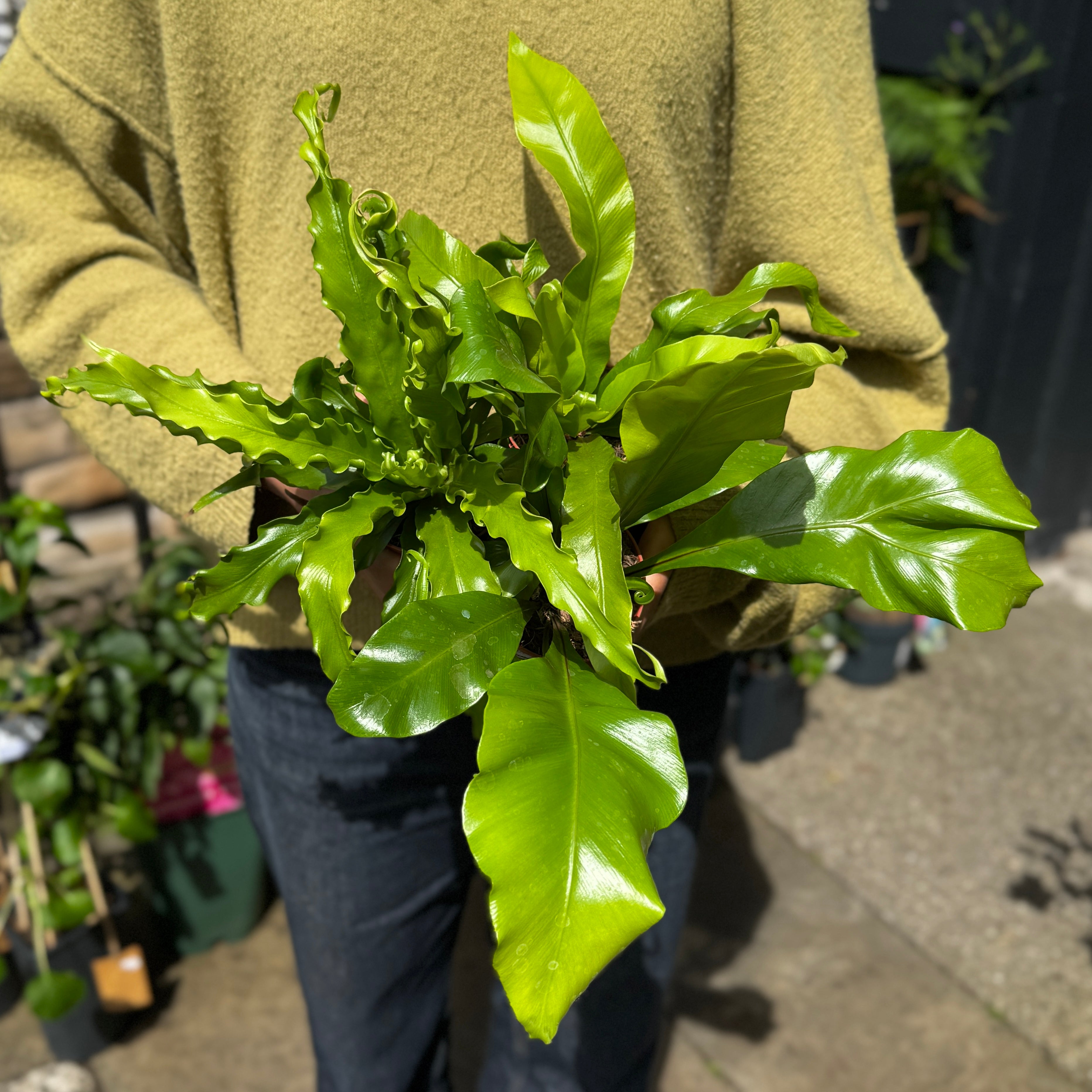 Mini Asplenium Fern Mix (Lucky Dip)
