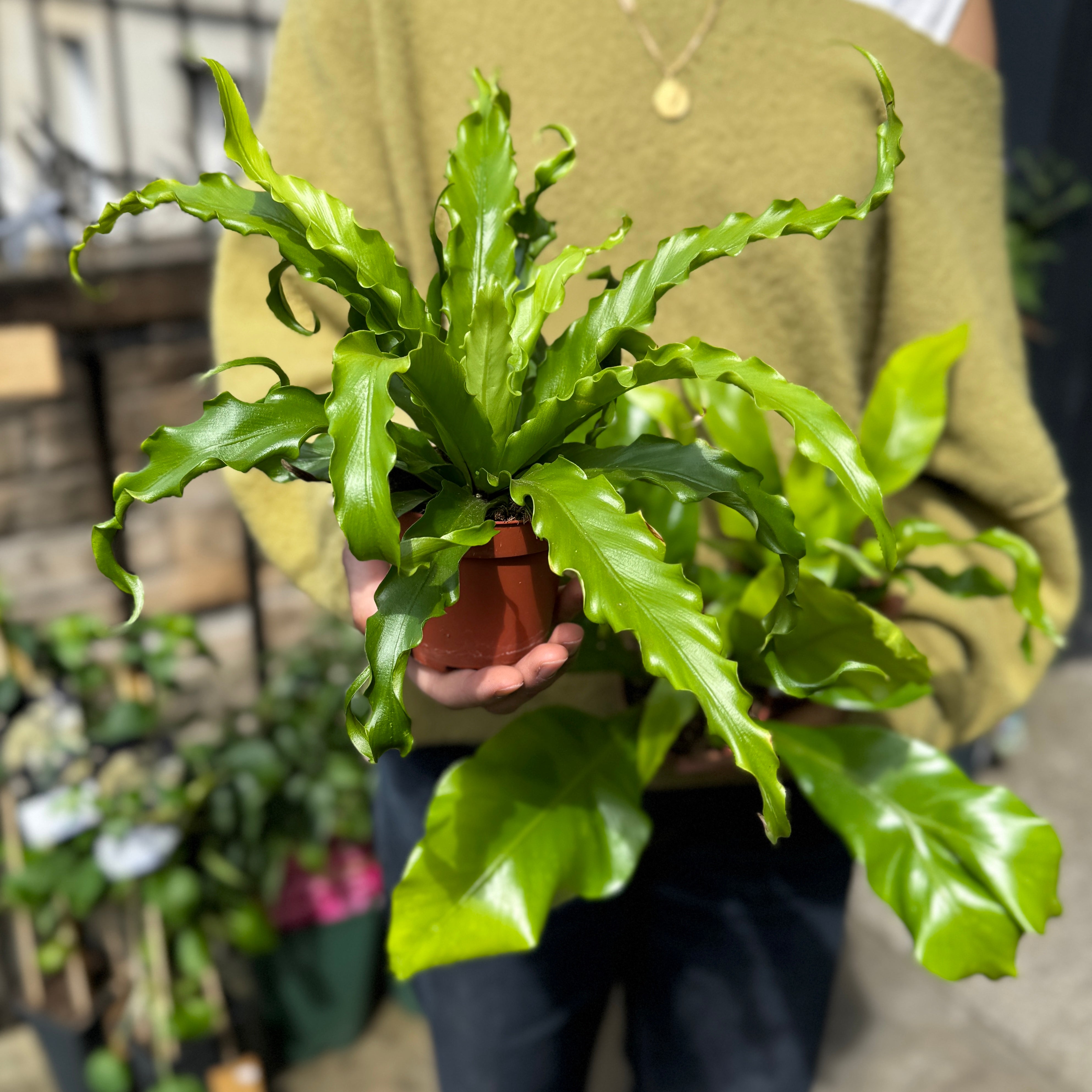 Mini Asplenium Fern Mix (Lucky Dip)