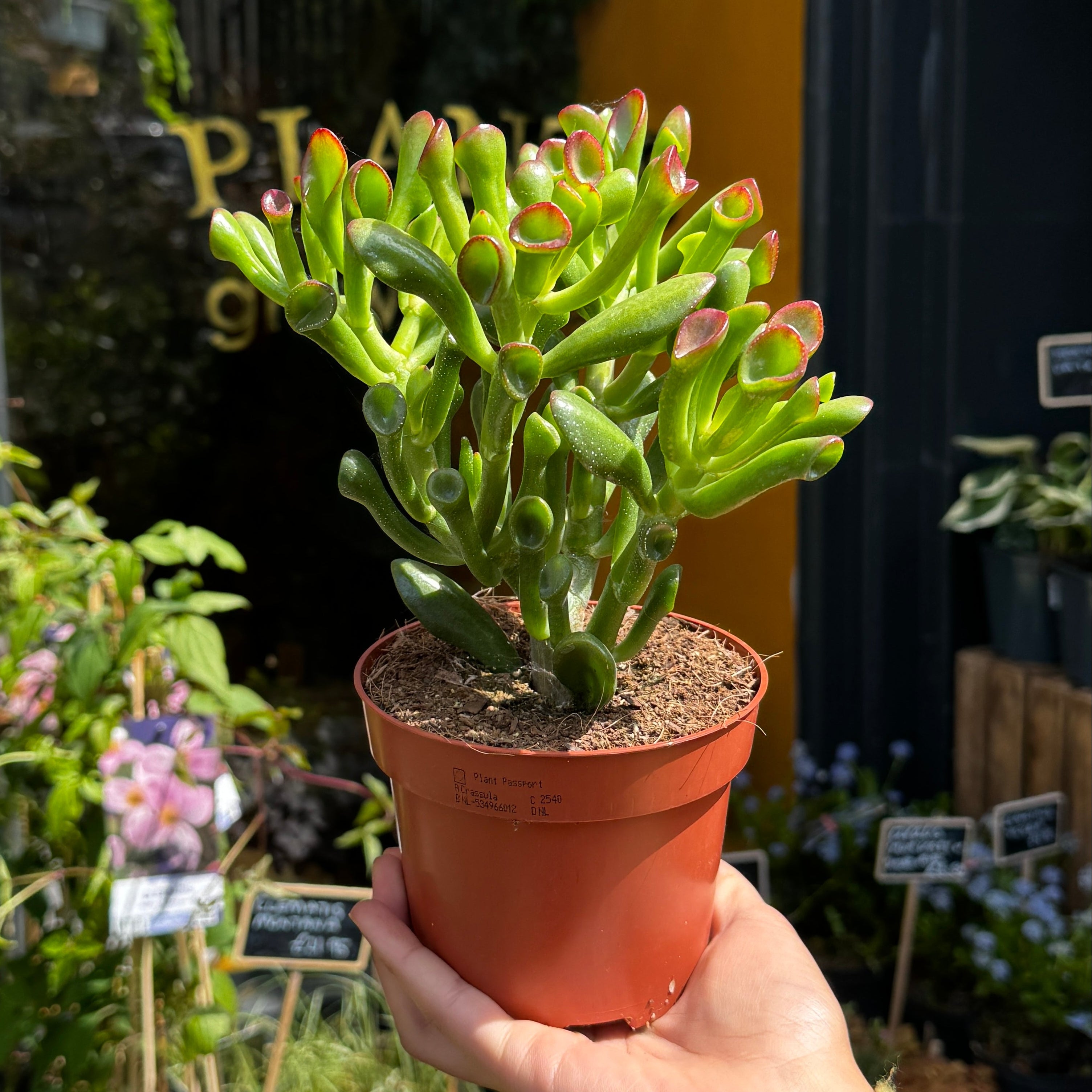Hand holding a potted succulent Crassula 'Gollum' plant with a garden background