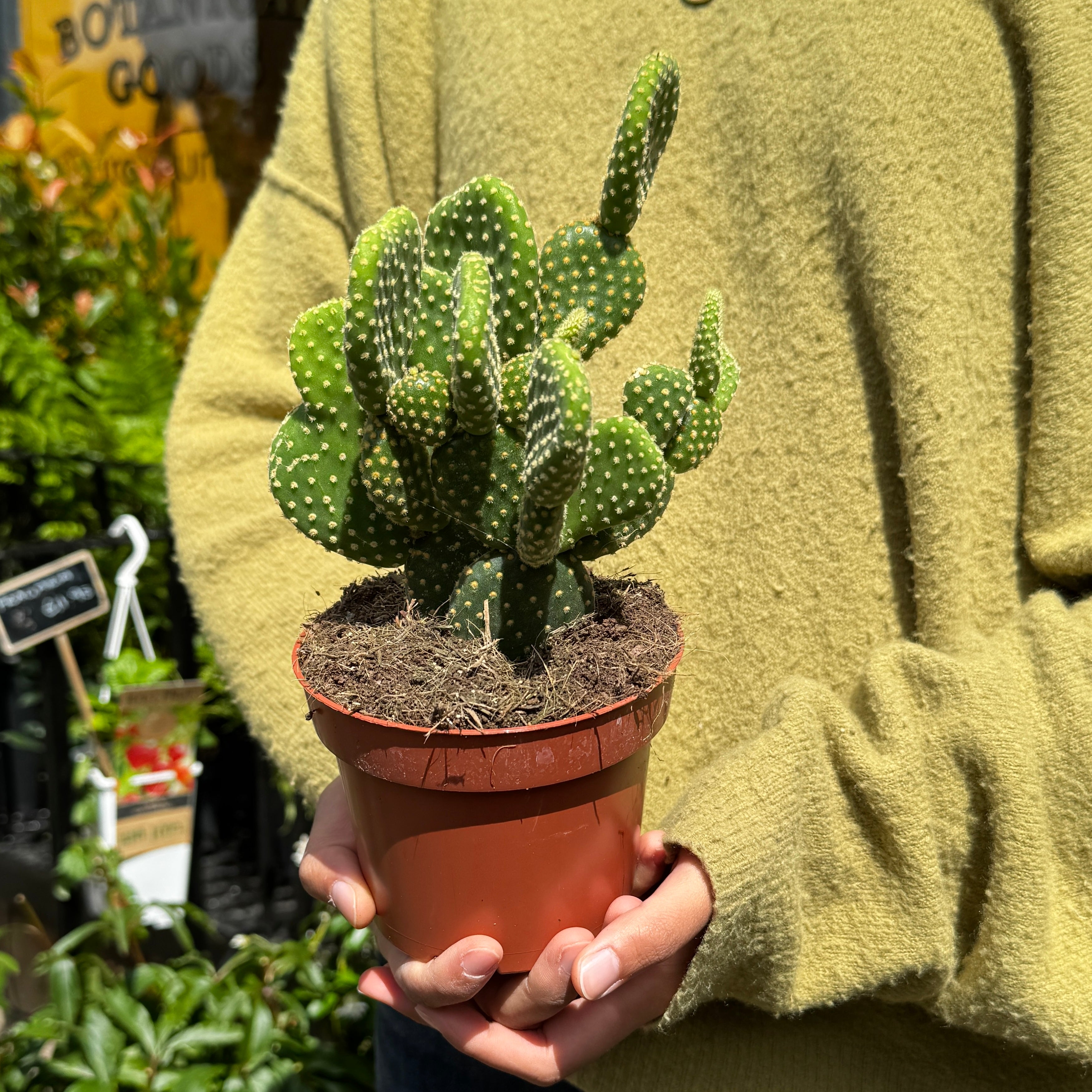 Opuntia microdasys ‘Indigo’