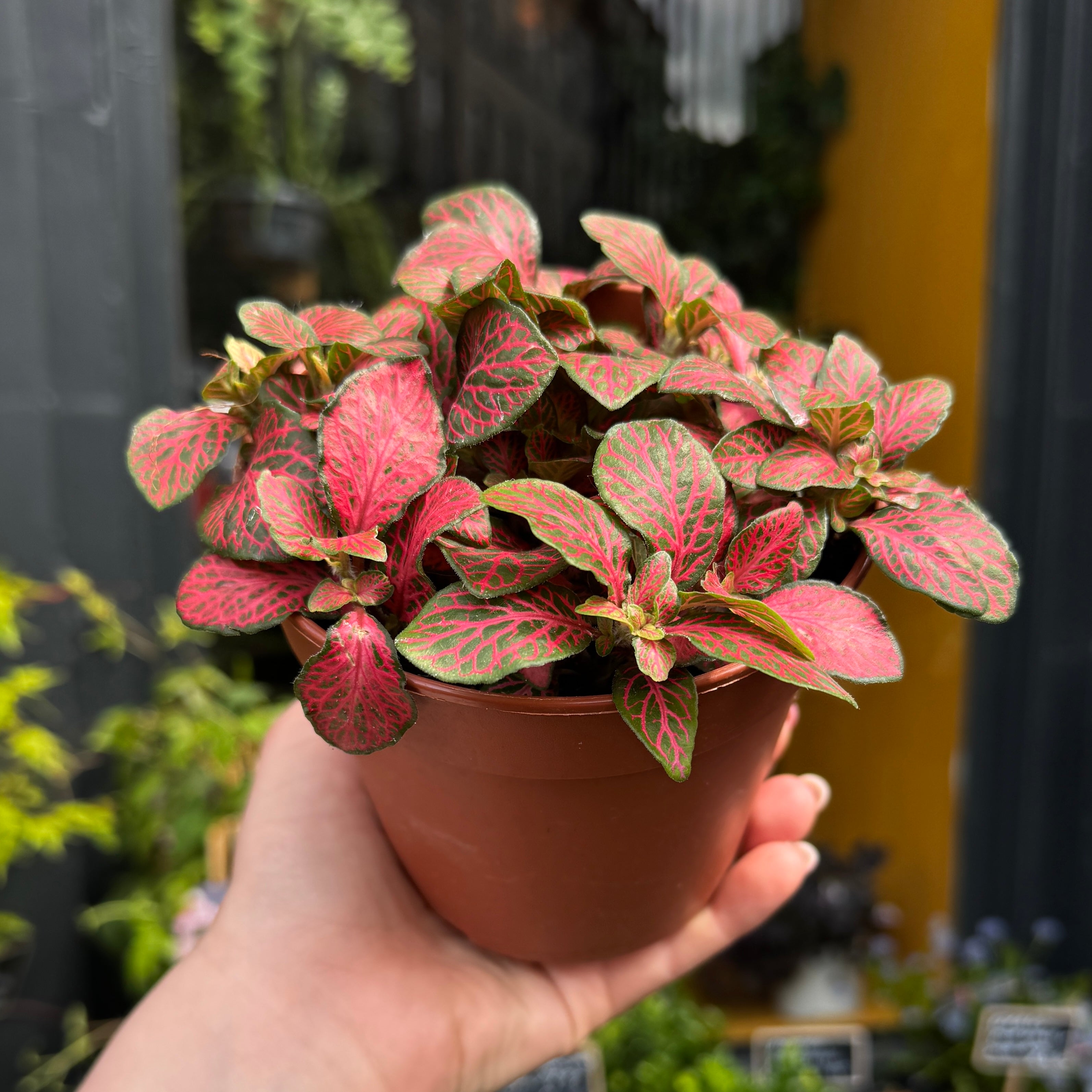 Fittonia ‘Forest Flame’
