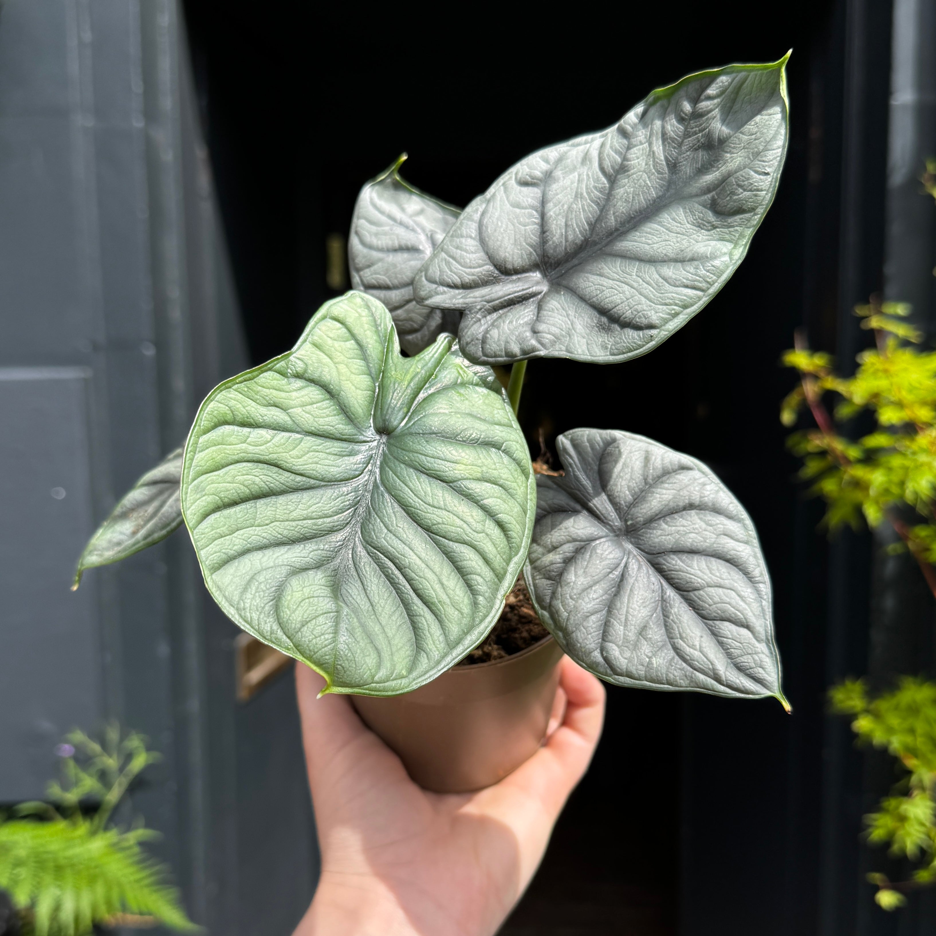 Alocasia ‘Silver Dragon’ (11cm pot)
