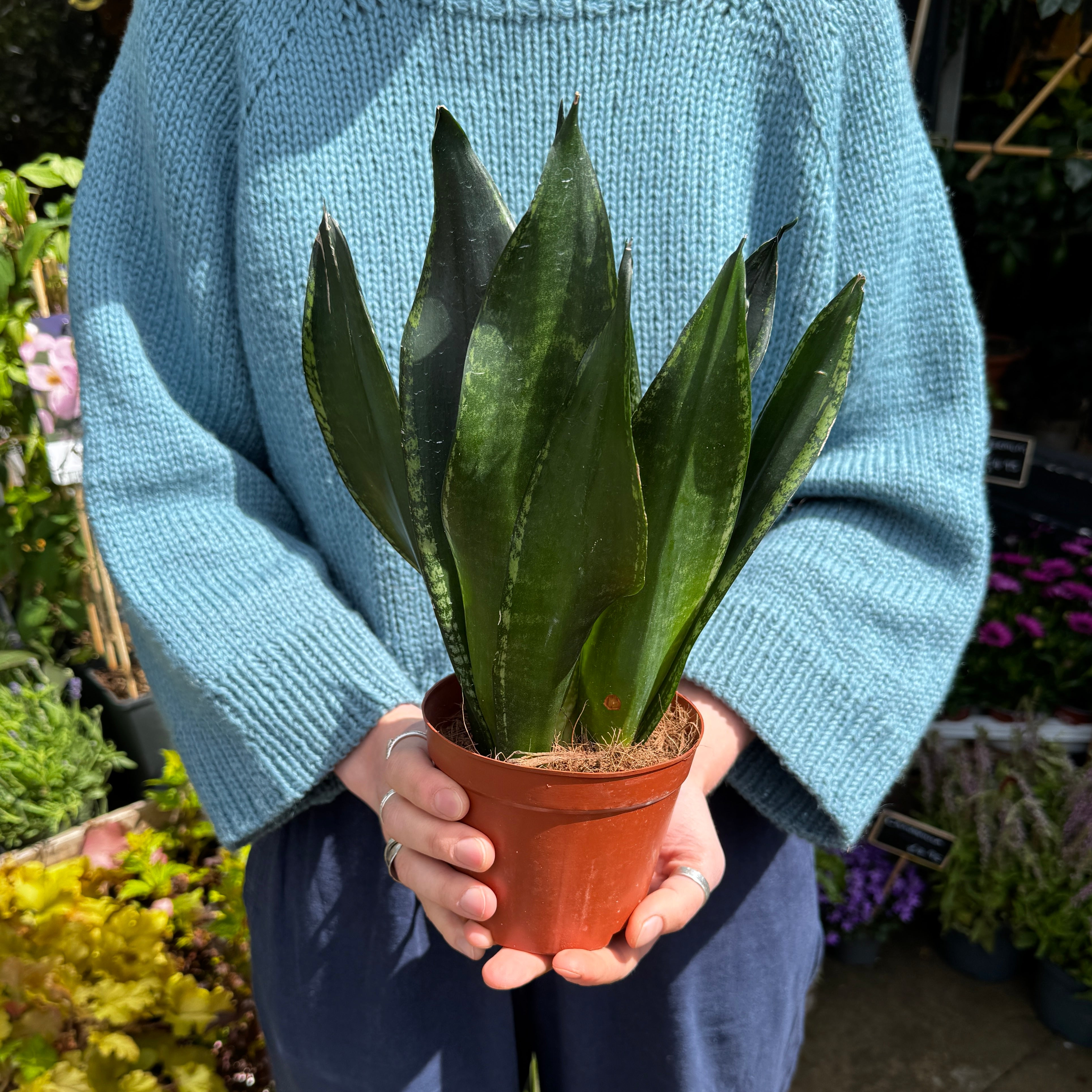 Sansevieria 'Silver Flame'