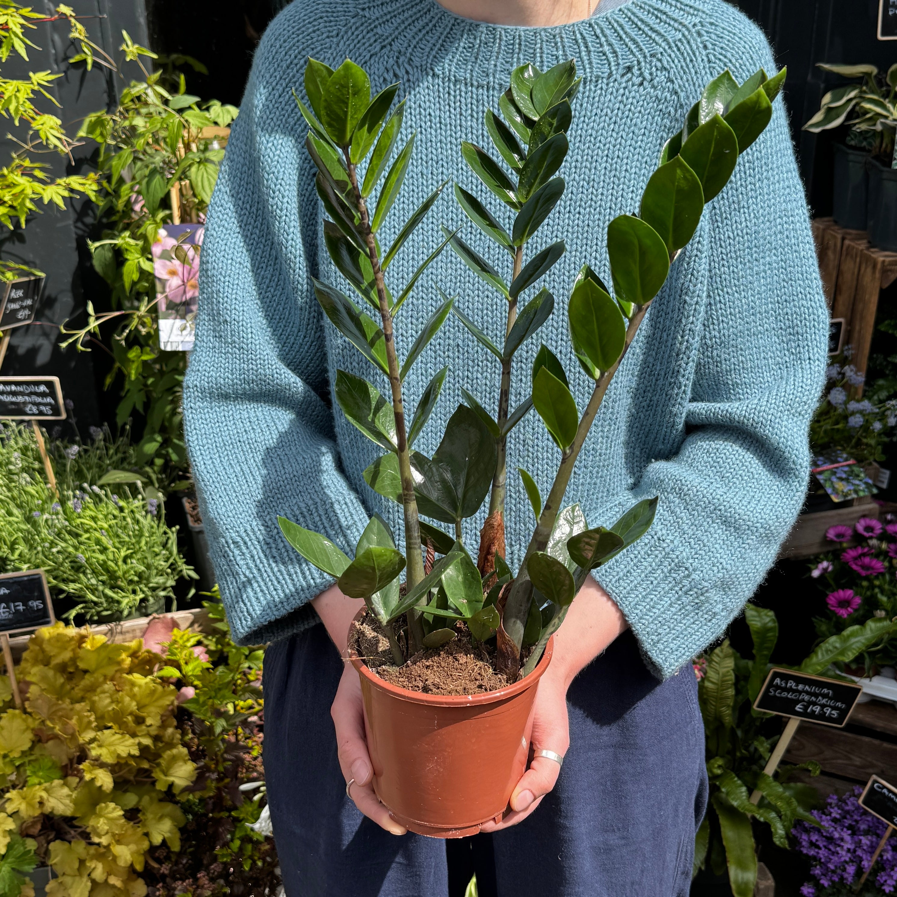 Zamioculcas zamiifolia