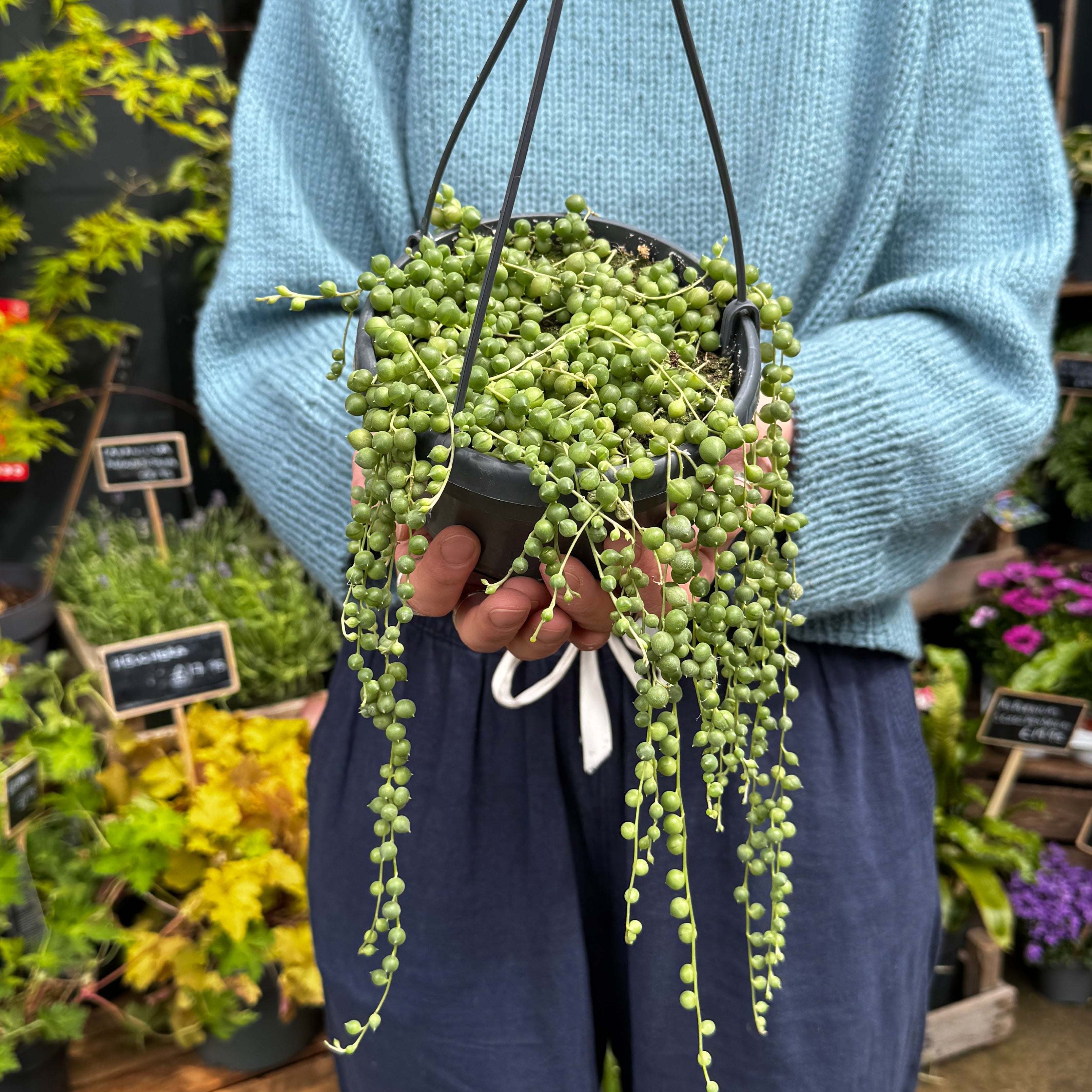 Person holding a String of Pearls hanging plant in an outdoor setting.