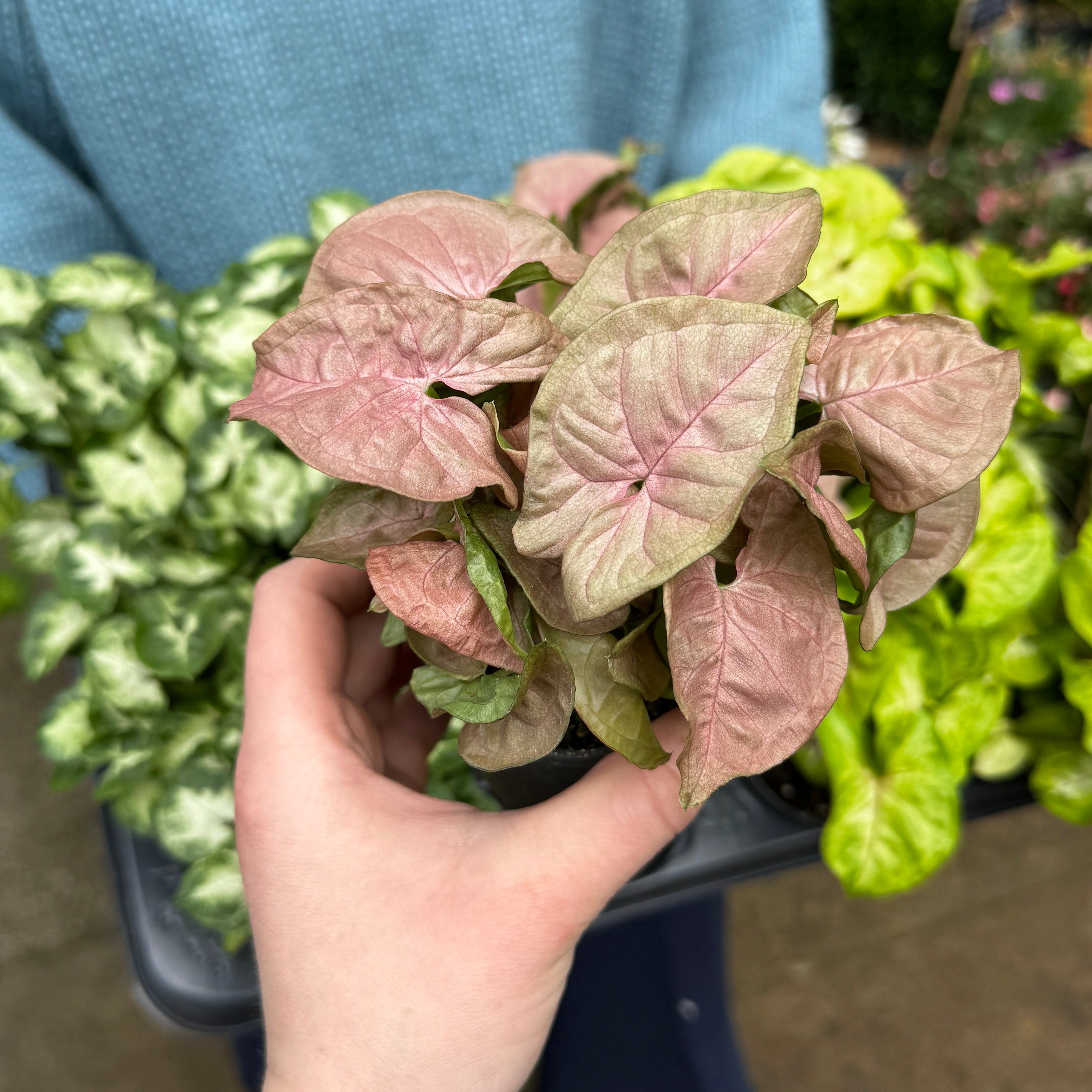 Mini Syngonium Mix (Lucky Dip)