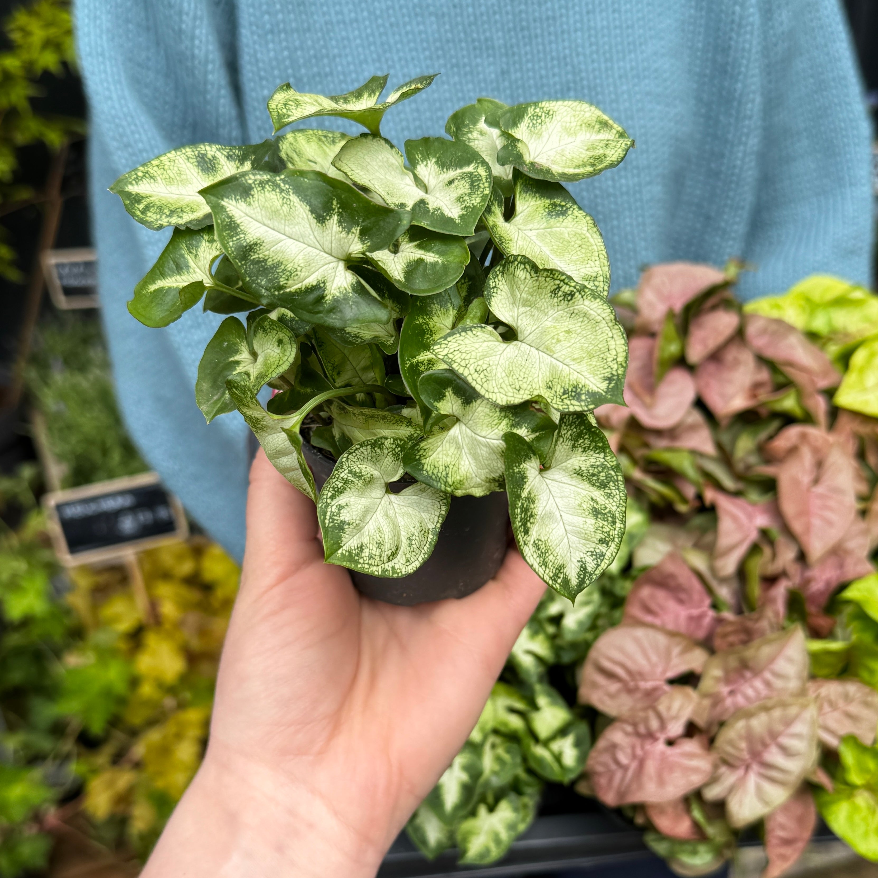 Mini Syngonium Mix (Lucky Dip)