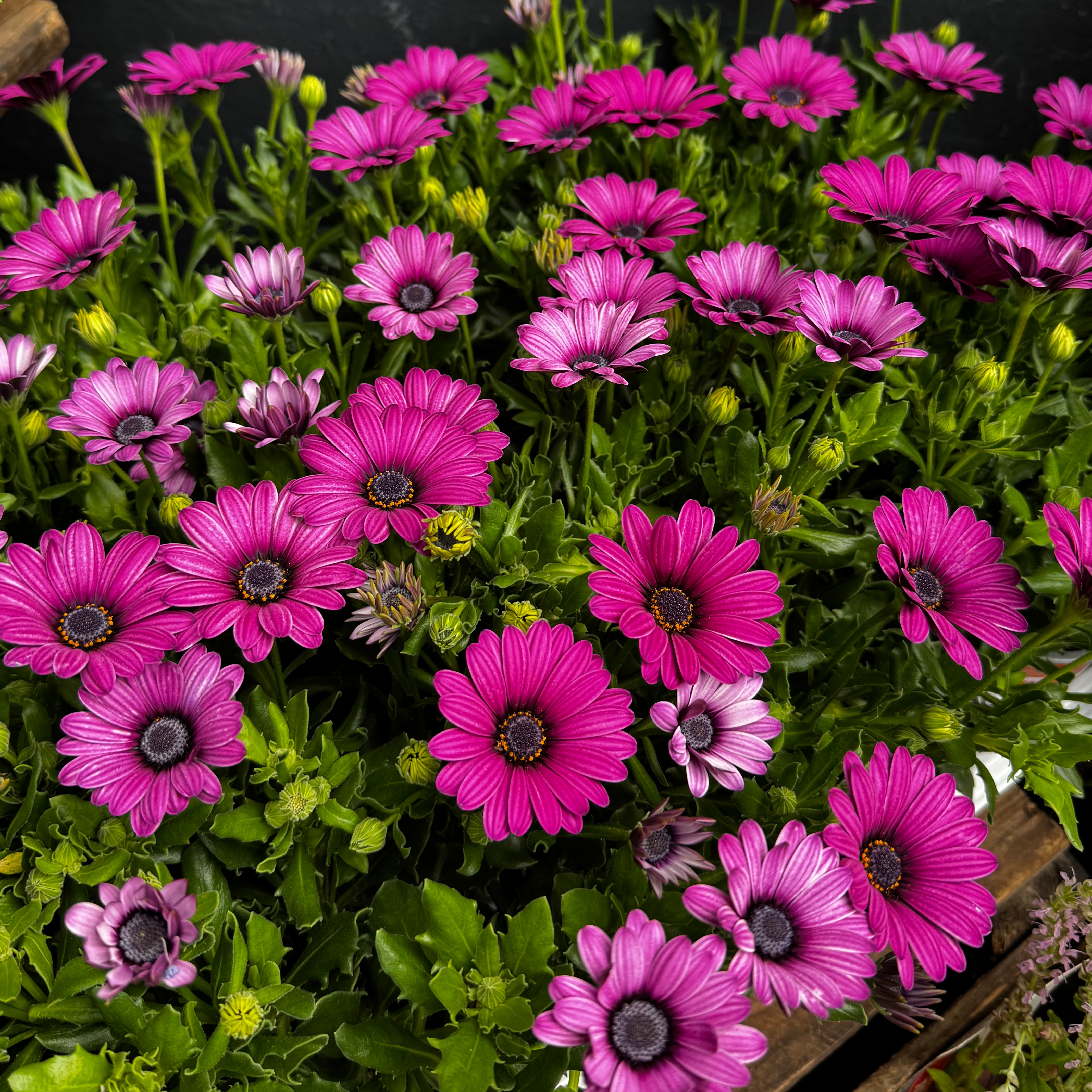 Osteospermum ‘Margarita Pink’