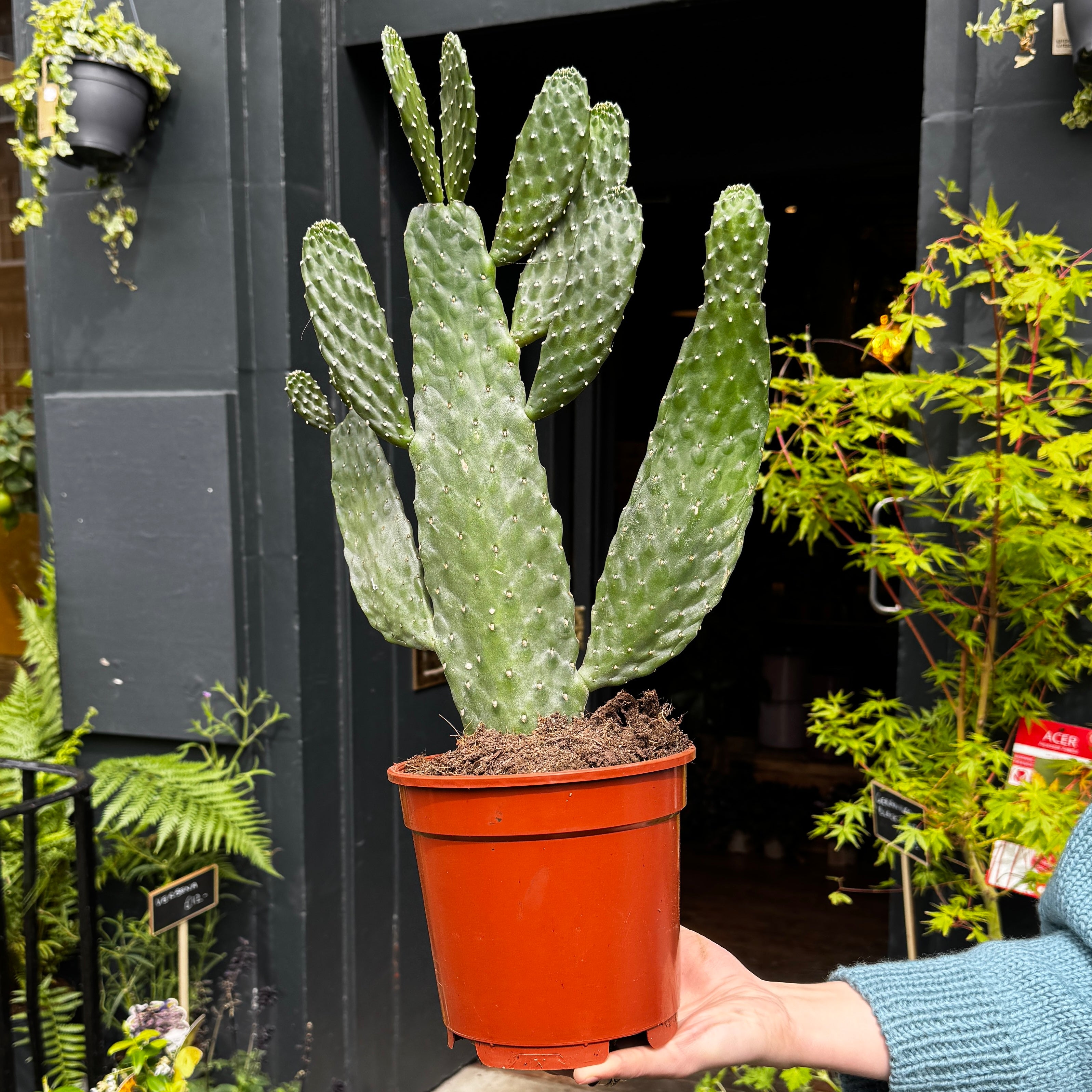 Consolea rubescens (17cm pot)