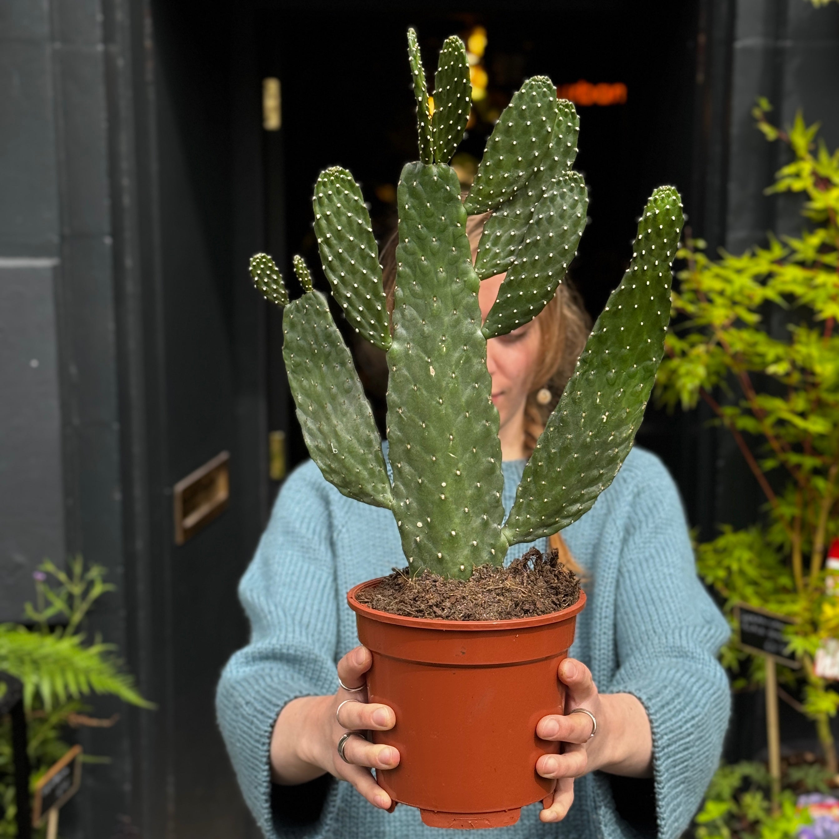 Consolea rubescens (17cm pot)