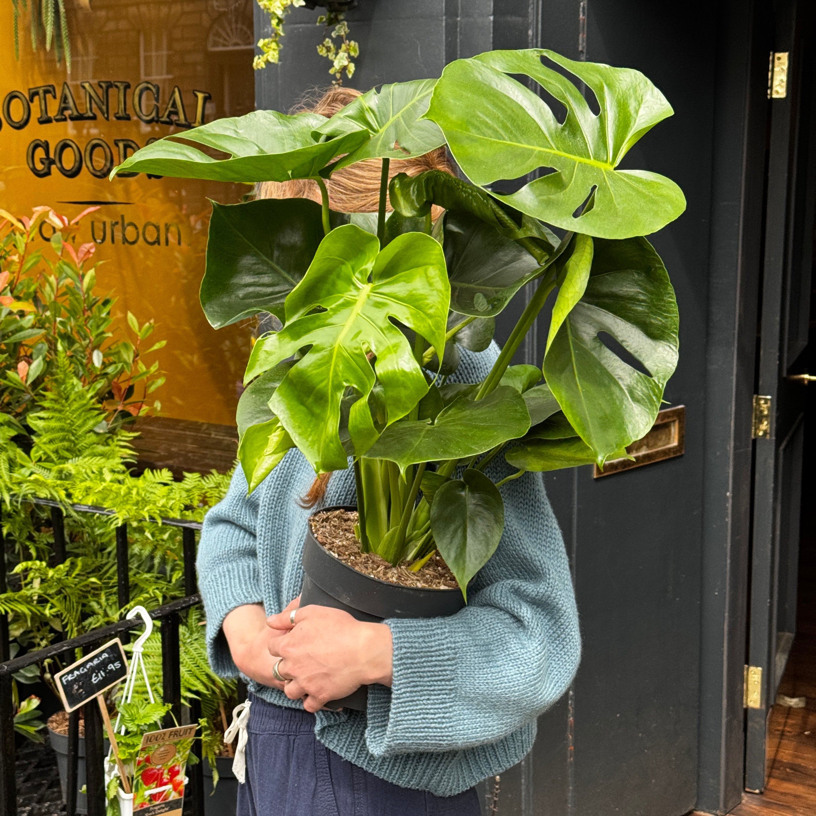 Monstera deliciosa (19cm pot)