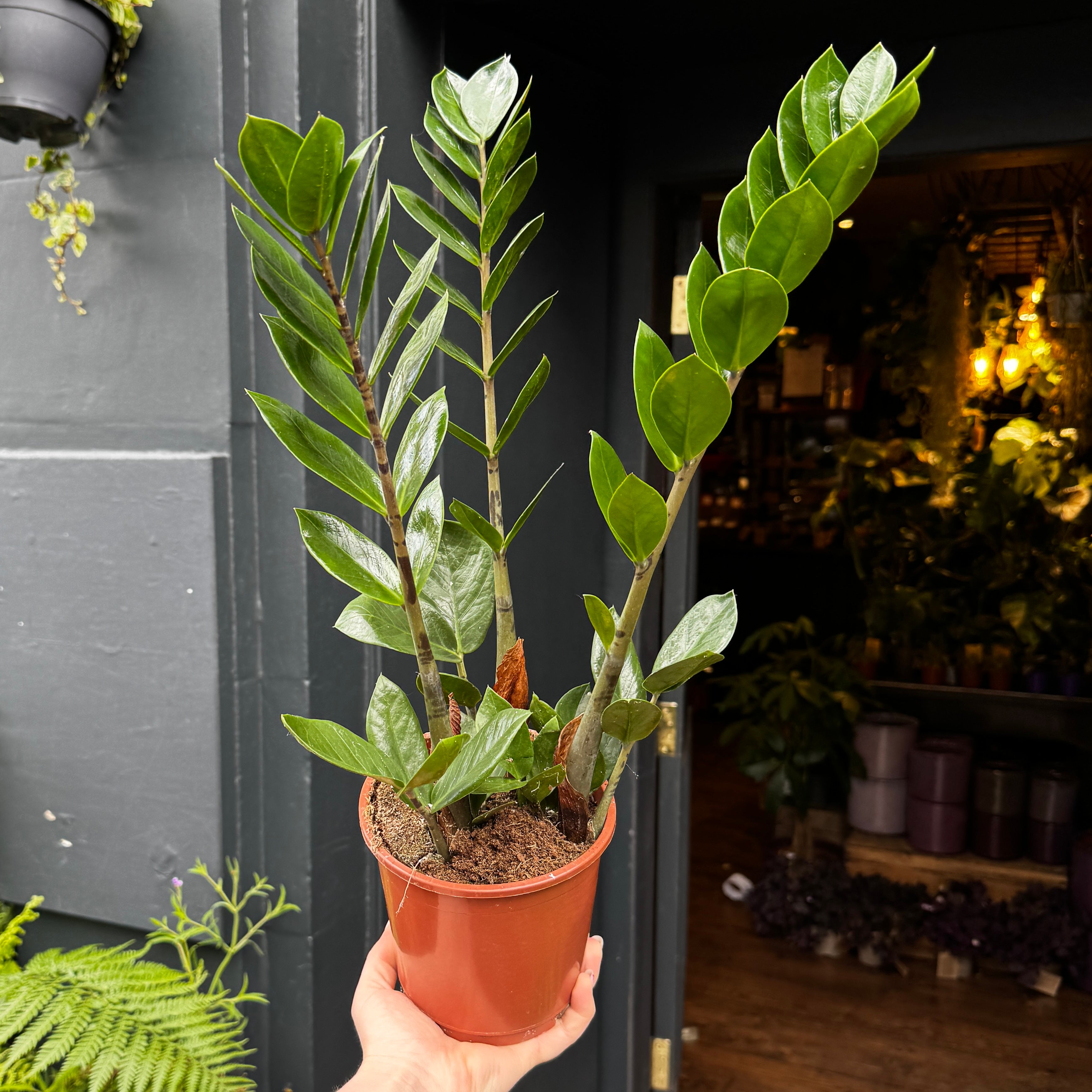 Zamioculcas zamiifolia