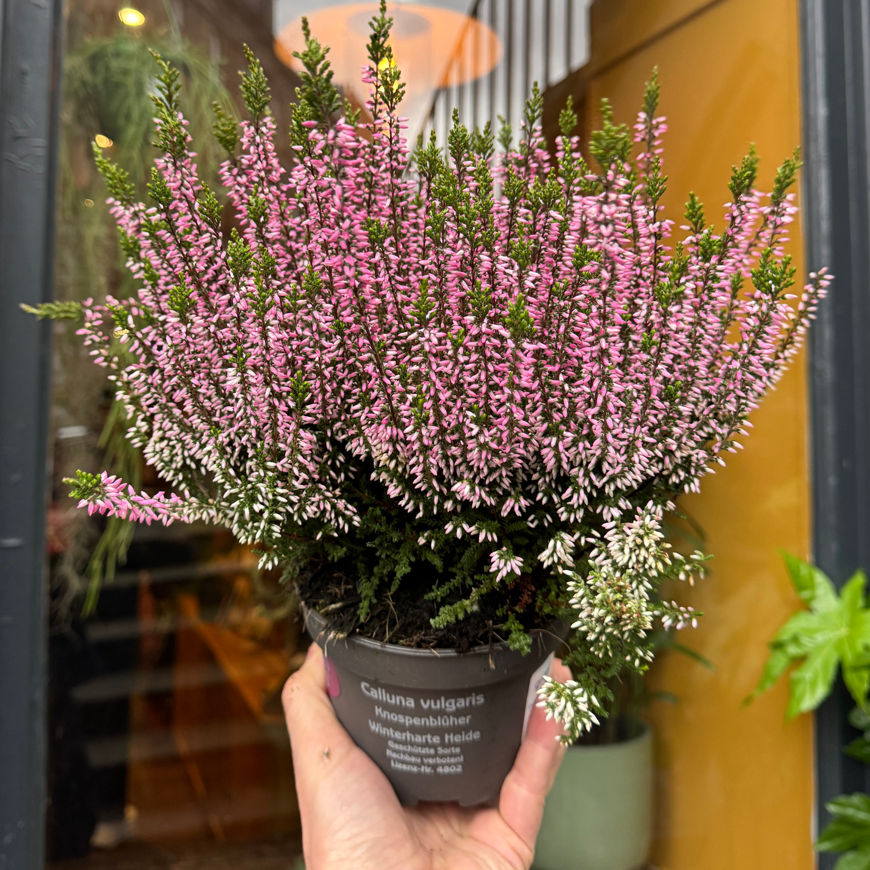 Calluna vulgaris 'Garden Girls Bettina'