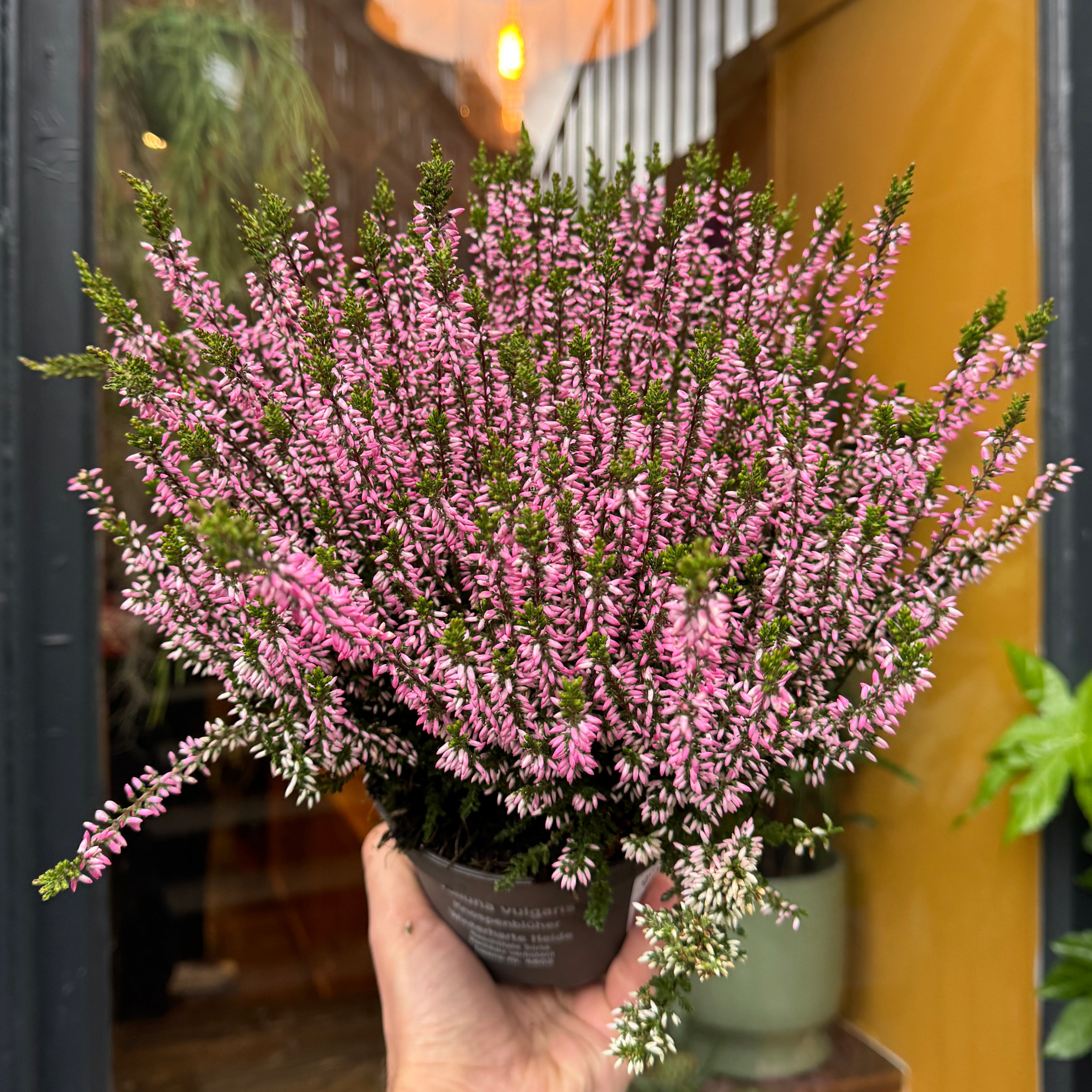 Calluna vulgaris 'Garden Girls Bettina'