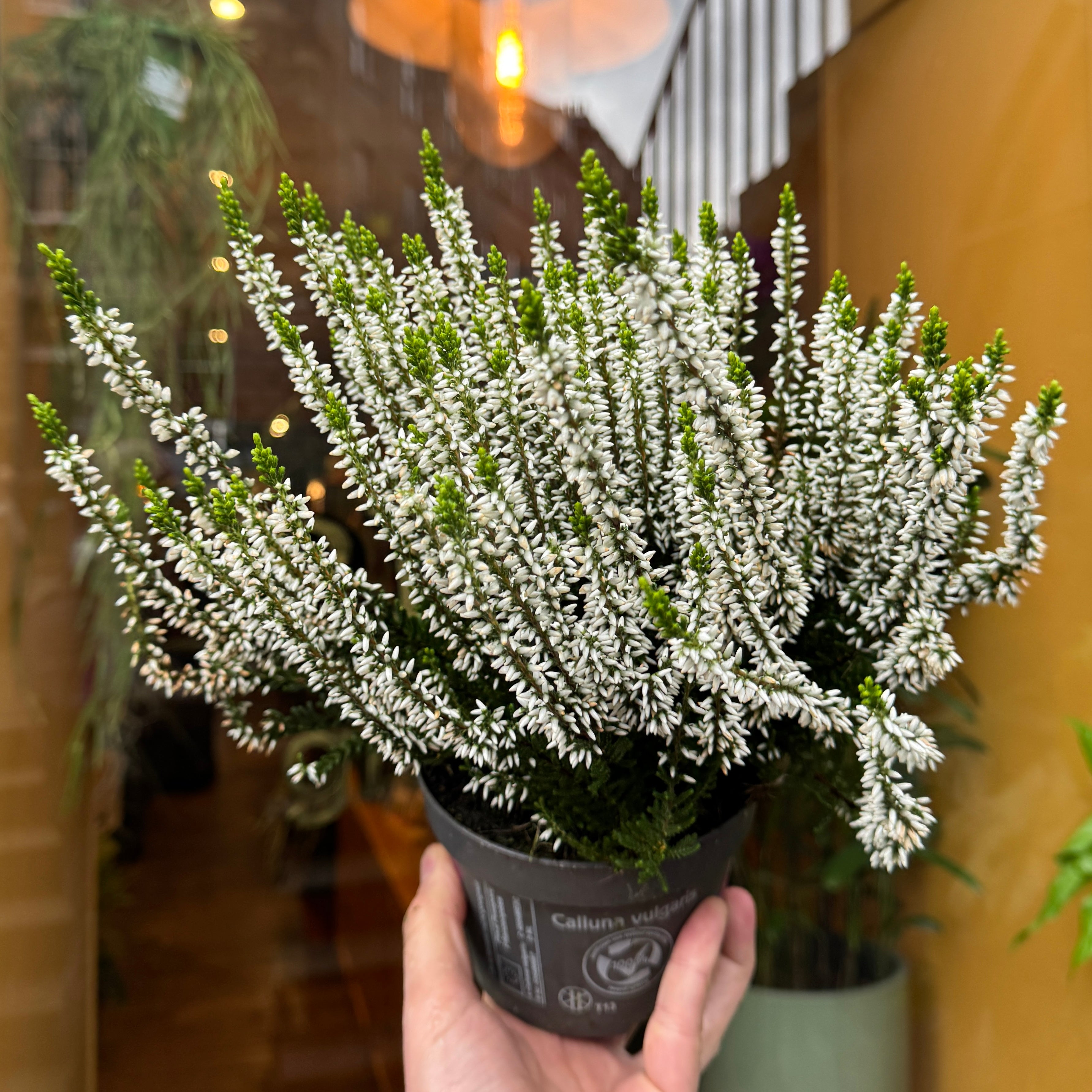 Calluna vulgaris 'Garden Girls Alicia'