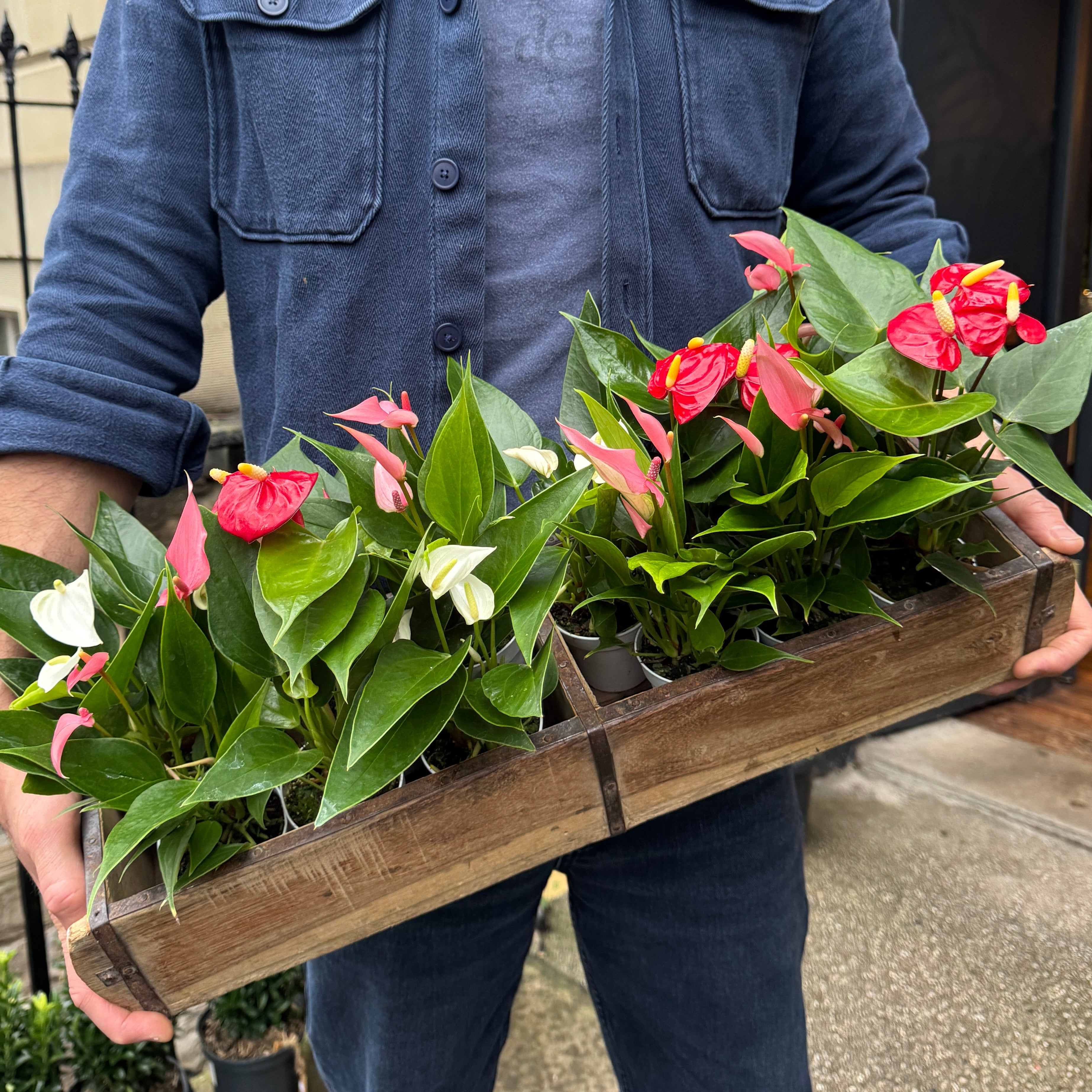 Anthurium 'Champion Mix'
