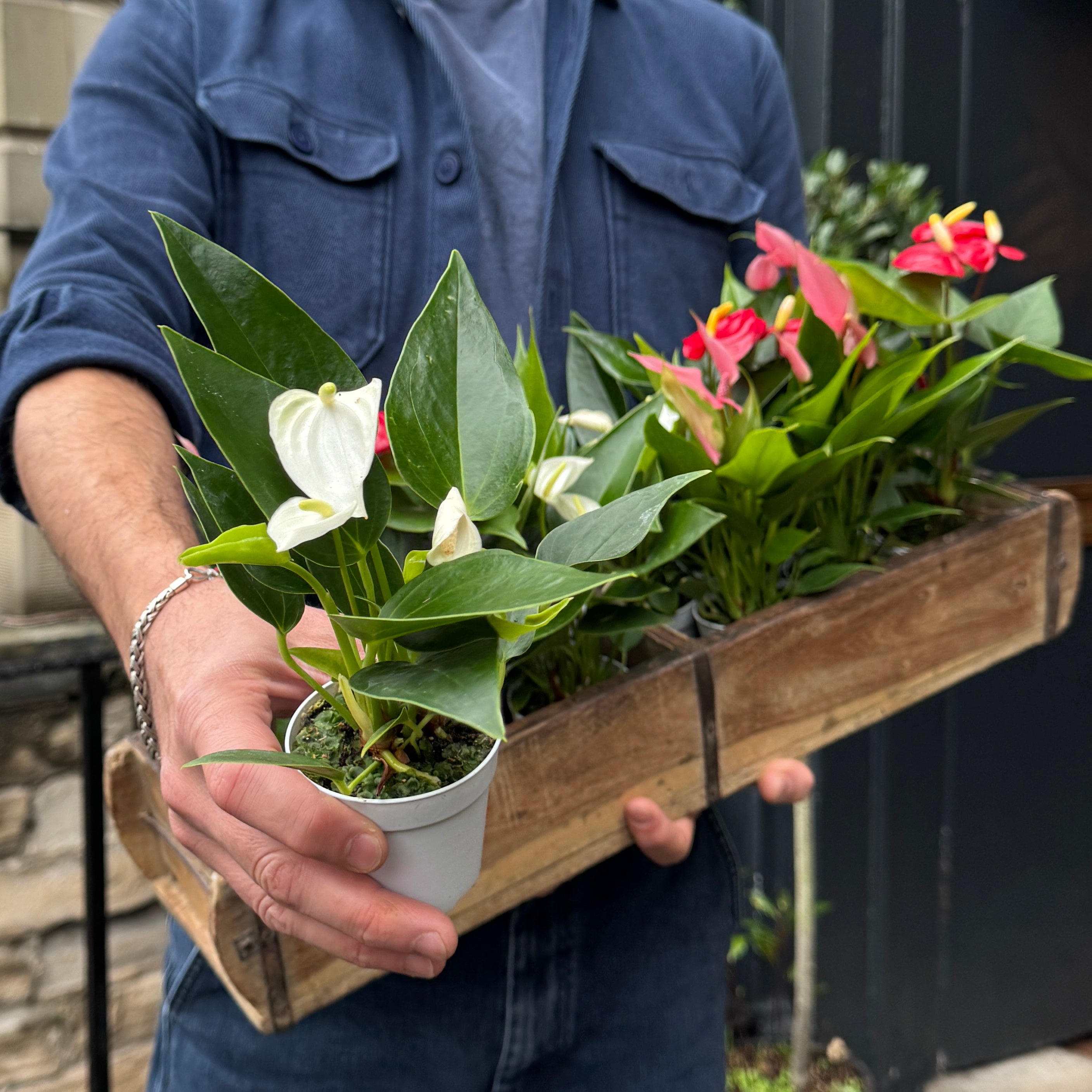 Anthurium 'Champion Mix'