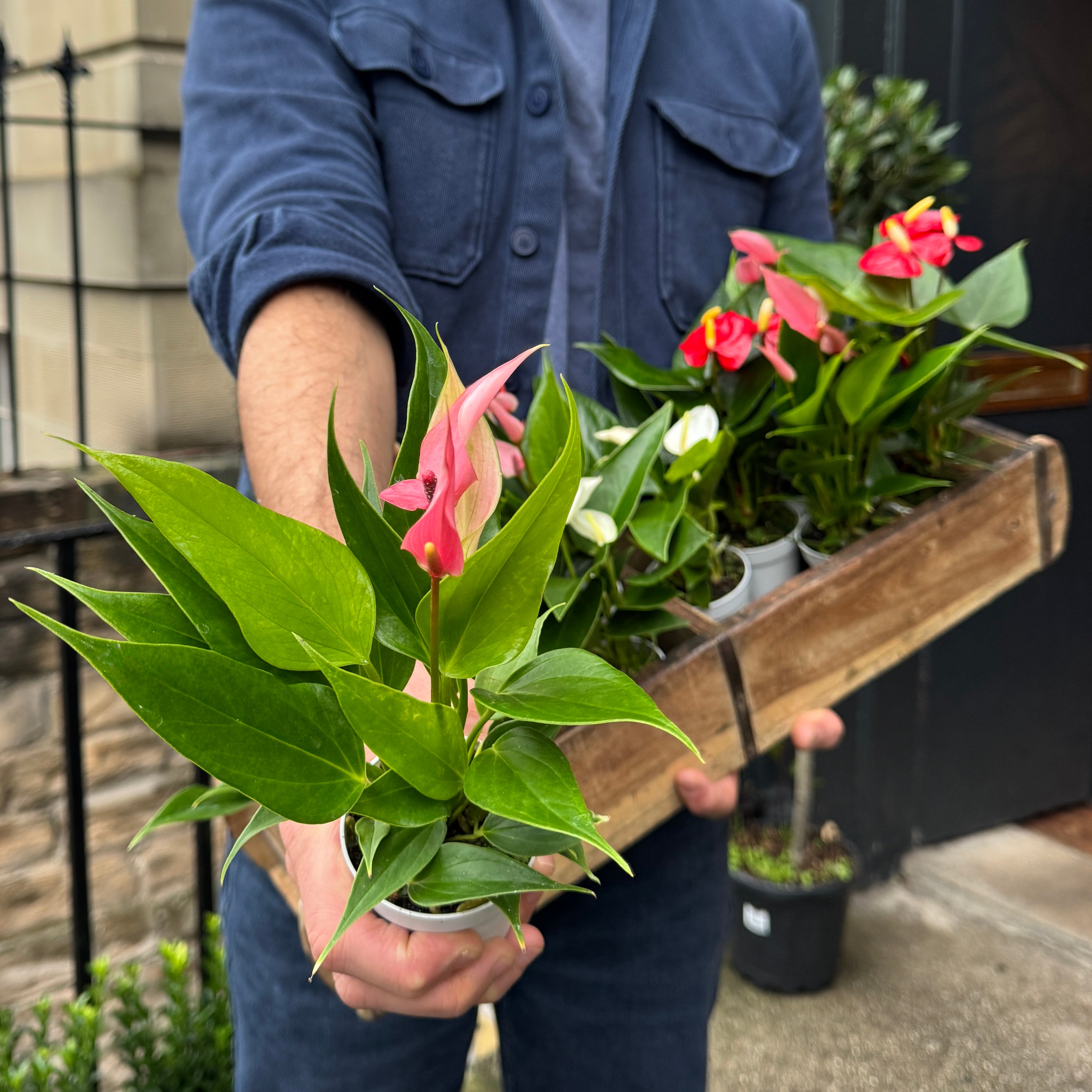 Anthurium 'Champion Mix'