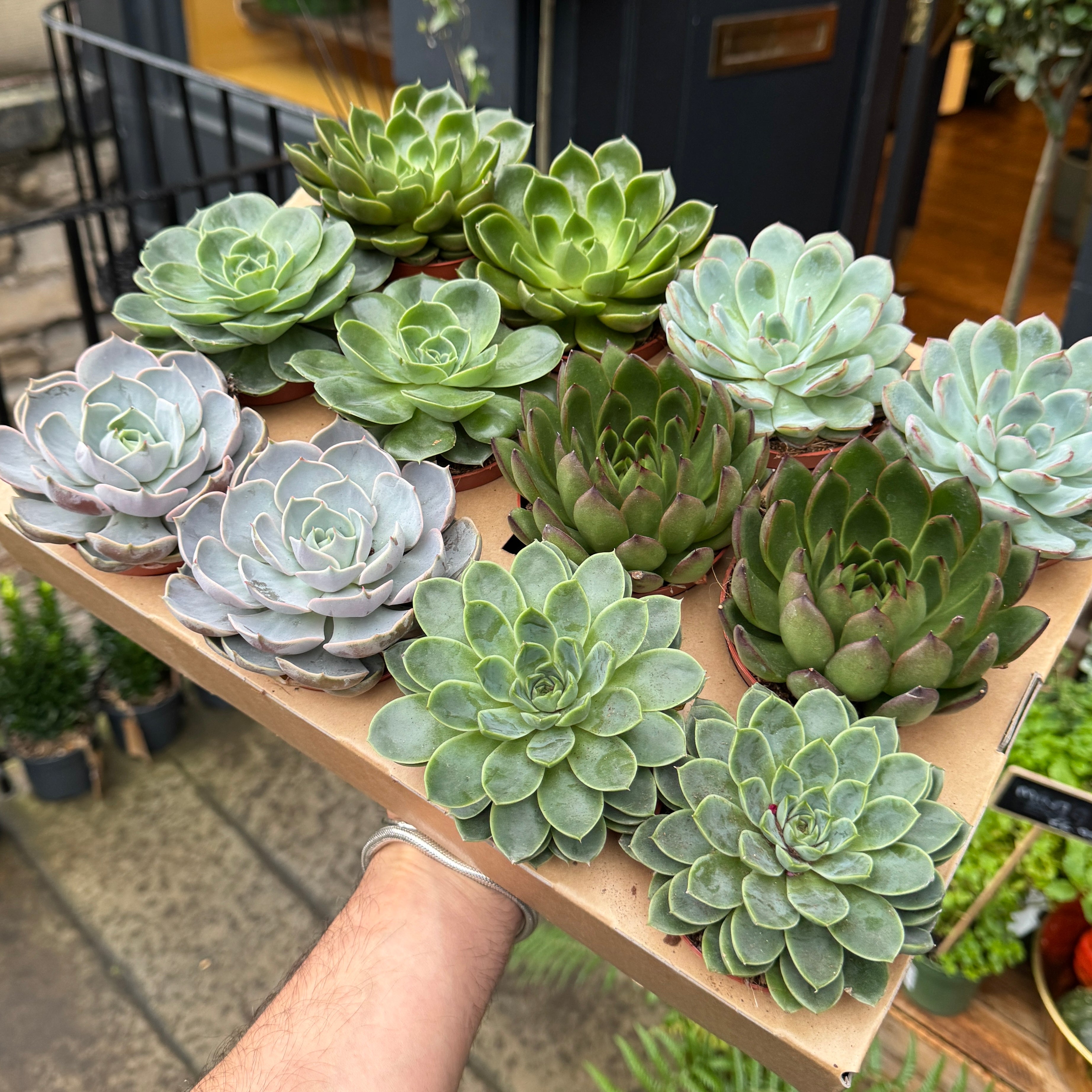 Echeveria (Lucky Dip)