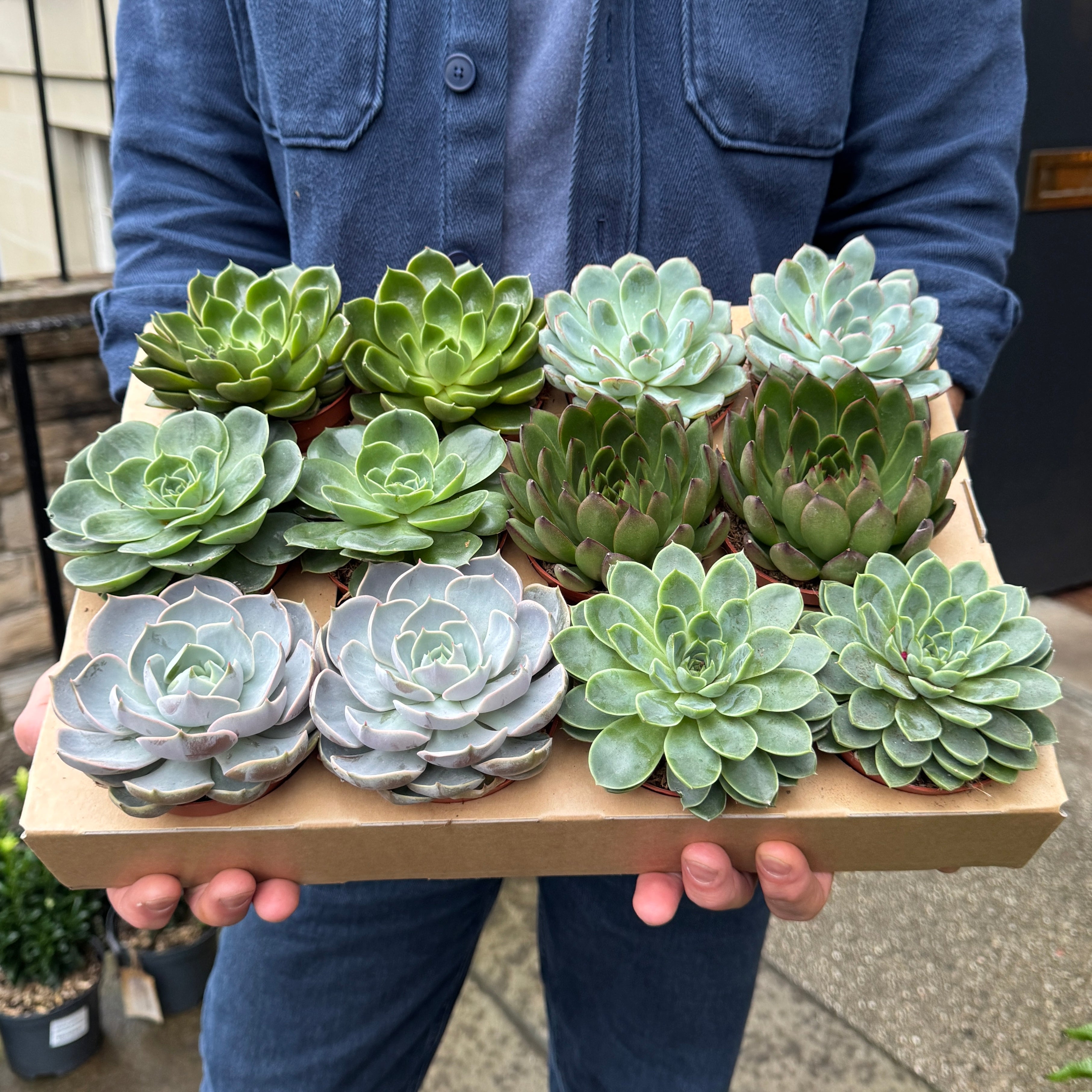 Echeveria (Lucky Dip)