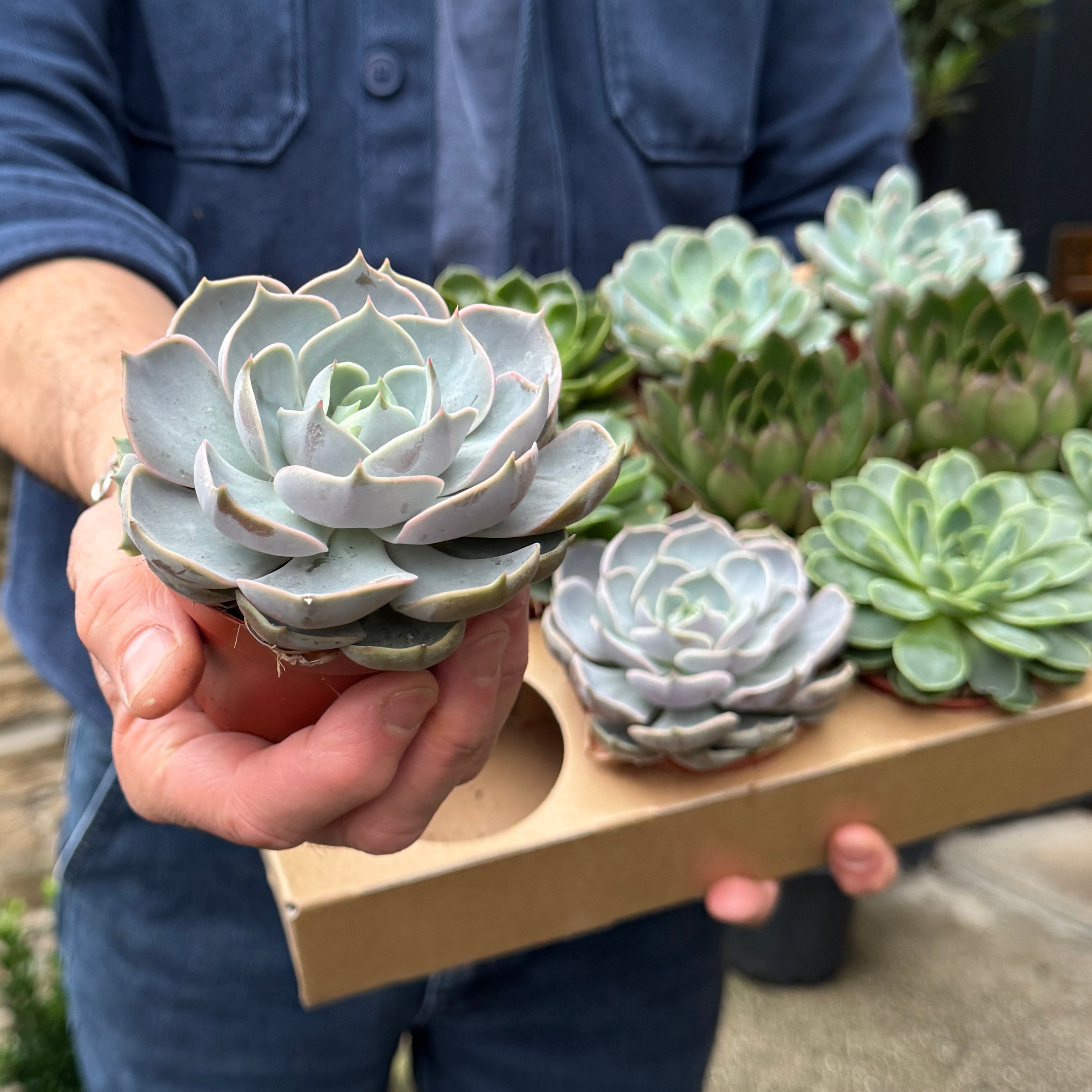 Echeveria (Lucky Dip)