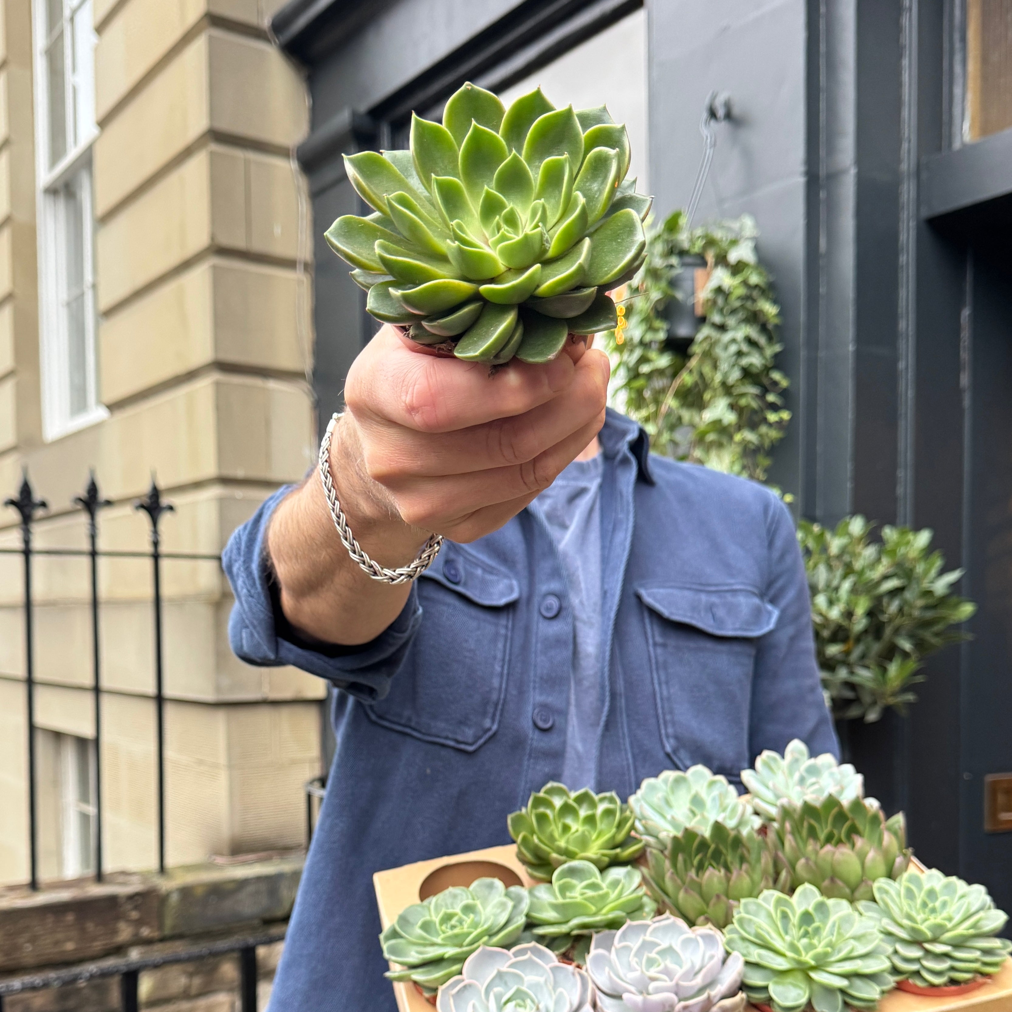 Echeveria (Lucky Dip)