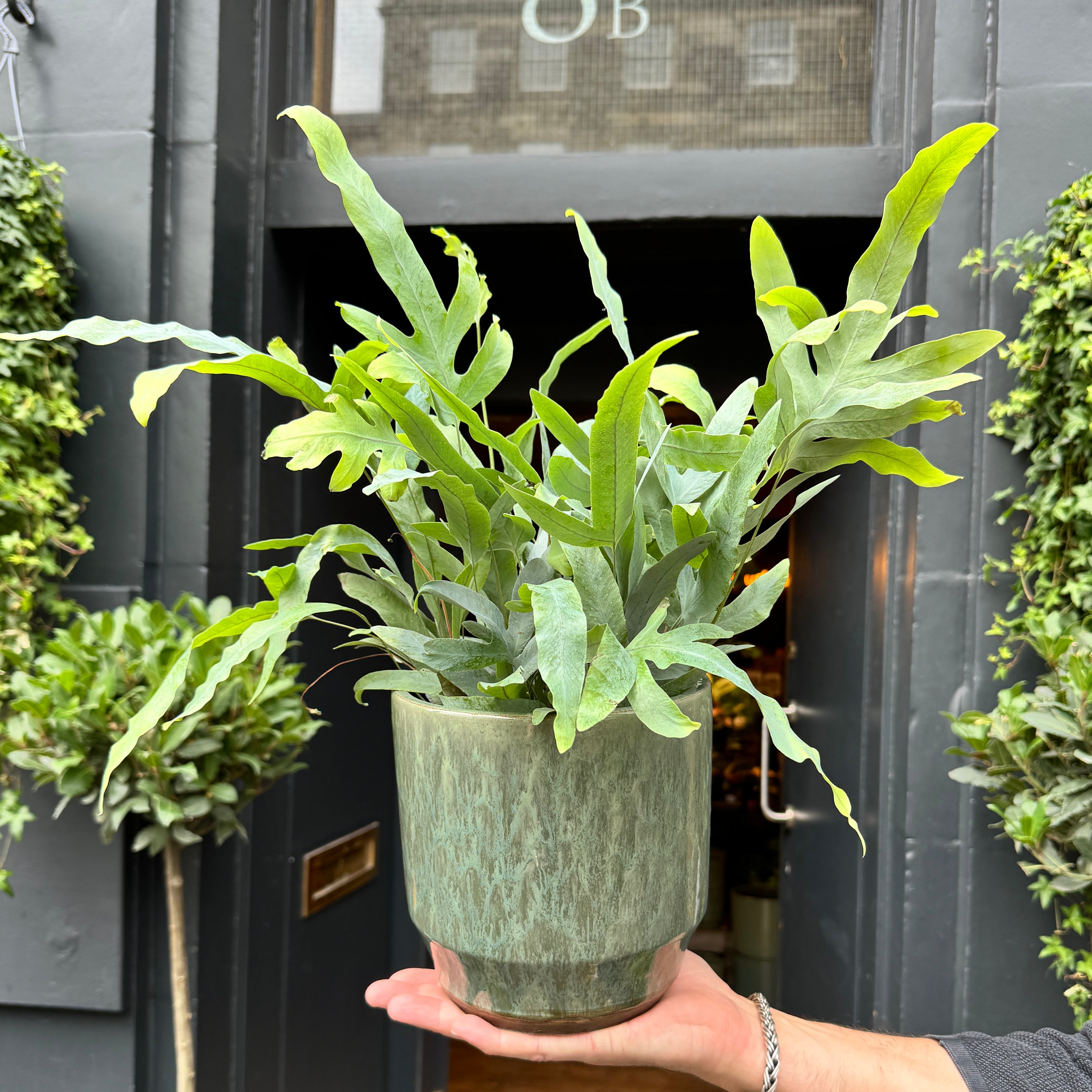 Sophie Pot - Sage Green | 17cm