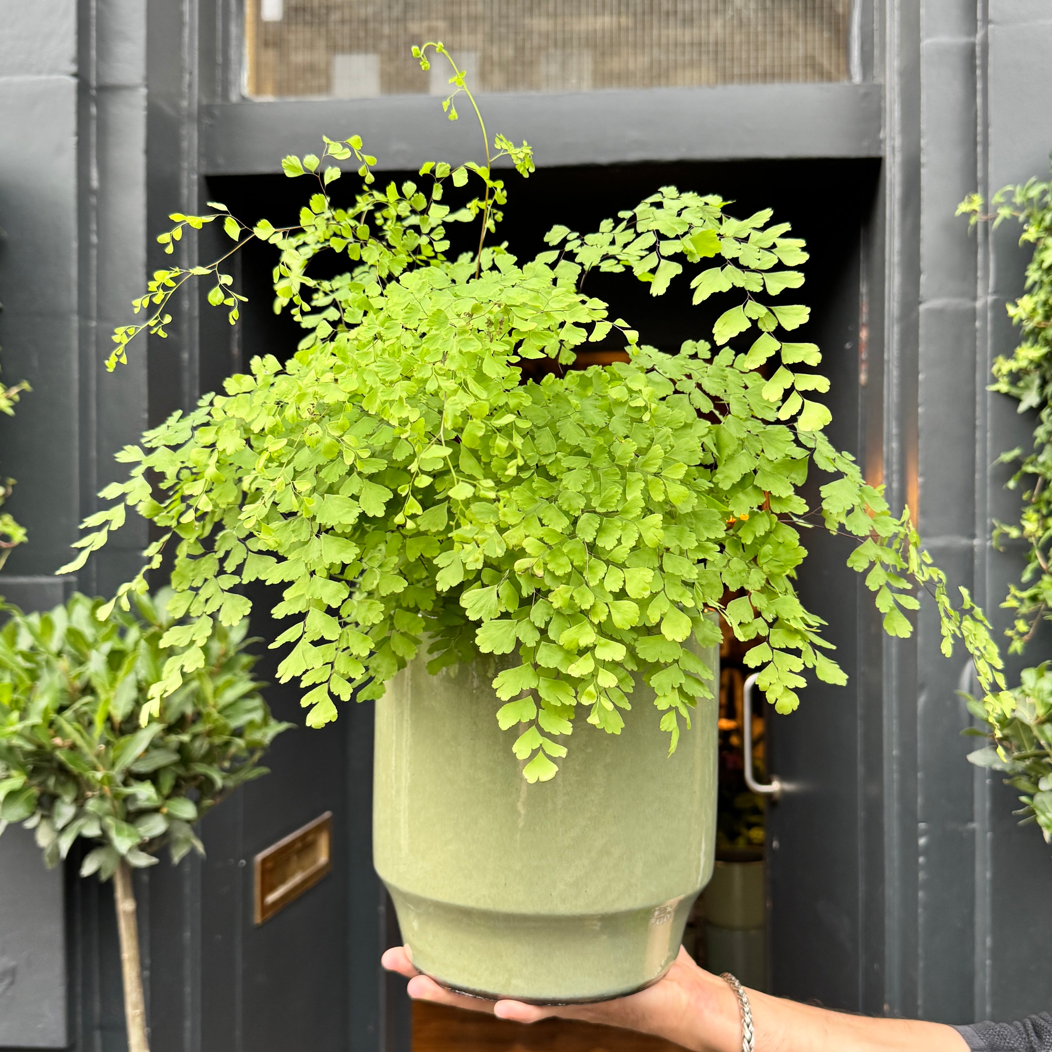Sophie Pot - Sage Green | 22cm